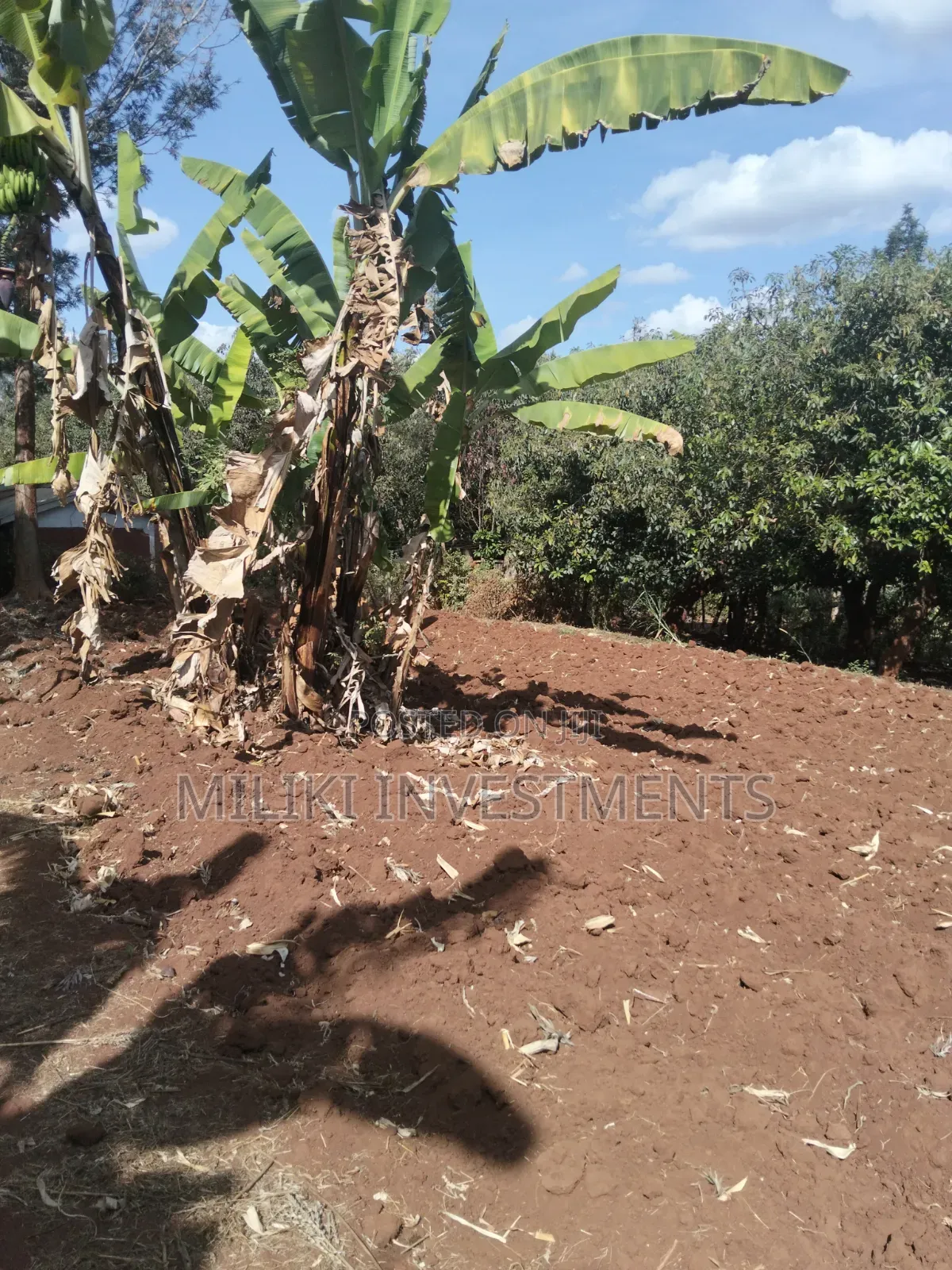 Half an Acre Land on Sale at Makuyu-Ciumbu in Makuyu