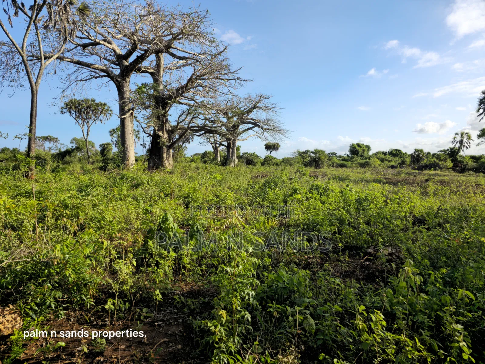 Prime Quarter Acre Plots Up for Sale in Galu Near Almanara Cottages in Diani