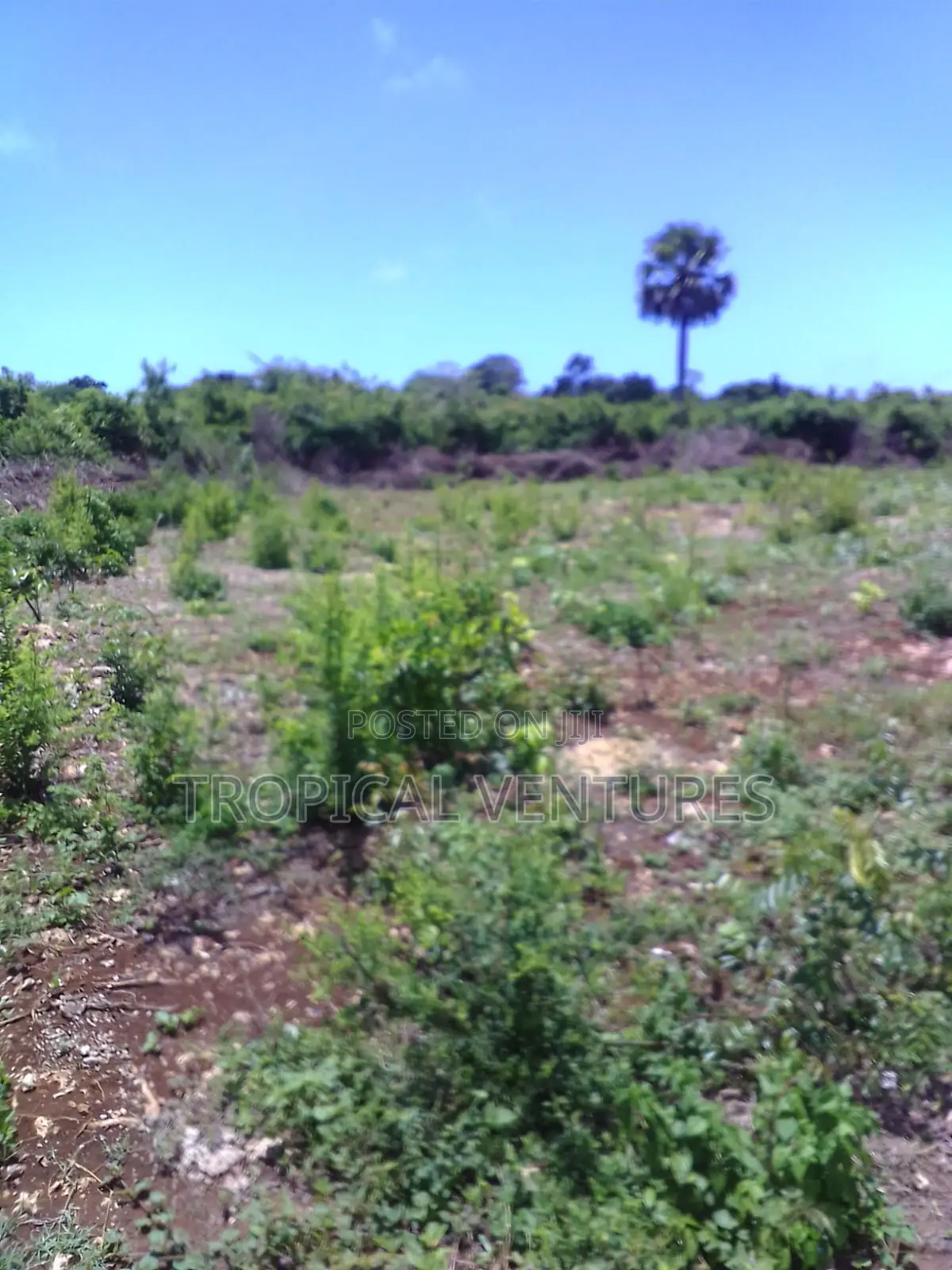 Beach Land for Sale Diani. in Diani
