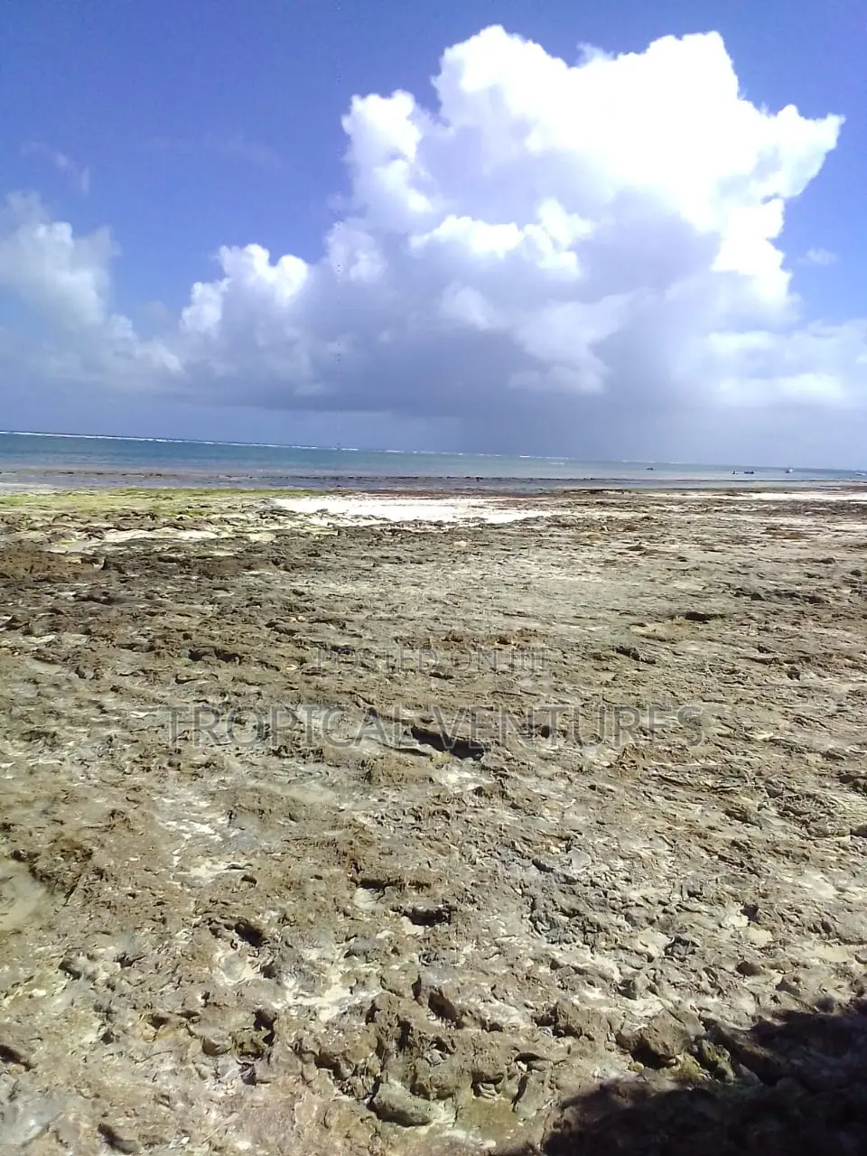 Beafront Plots for Sale. in Diani