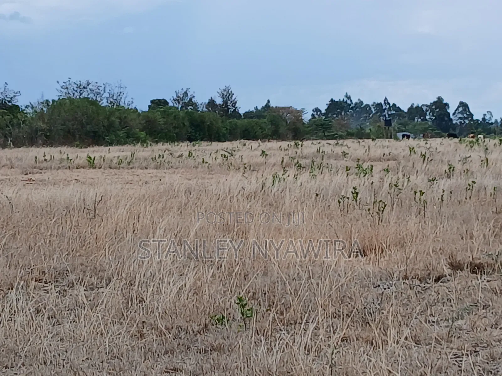 7 Acreas Nanyuki Matanya in Nanyuki