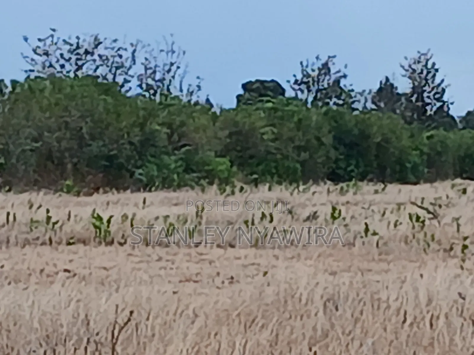 7 Acreas Nanyuki Matanya in Nanyuki