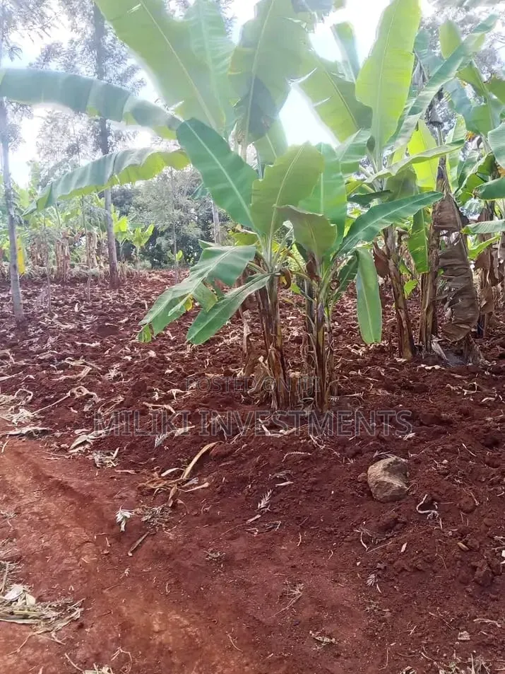 Quarter an Acre on Sale AT SABASABA -Kamahuha-Igikiro in Kamahuha