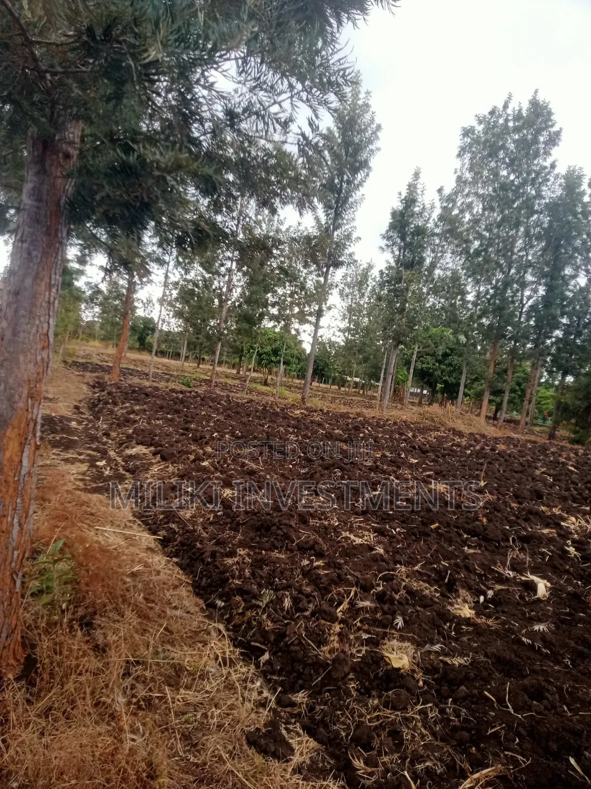 1.25 Acres on Sale at Kenol-Kamiigua in Kimorori/Wempa