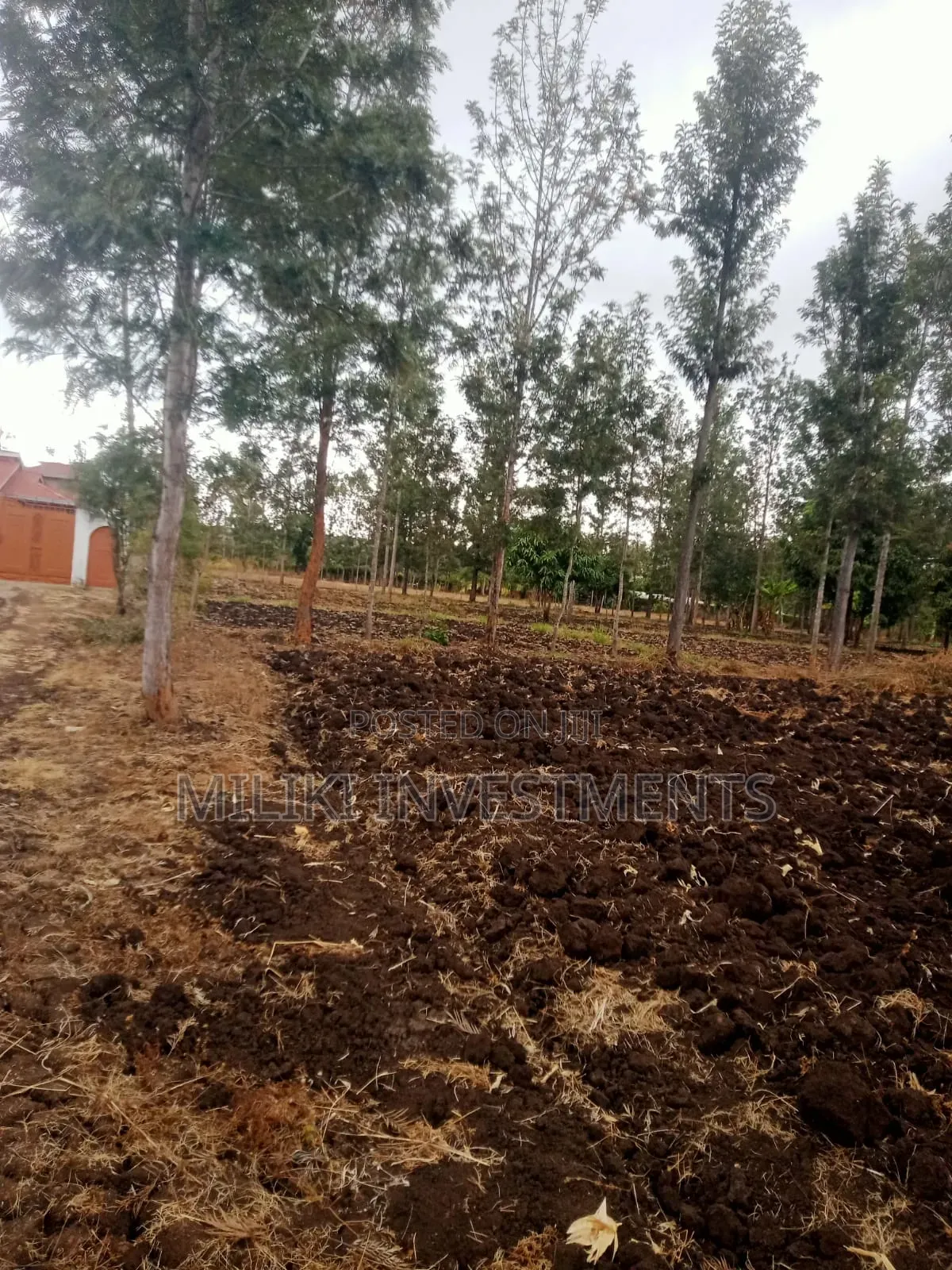 1.25 Acres on Sale at Kenol-Kamiigua in Kimorori/Wempa