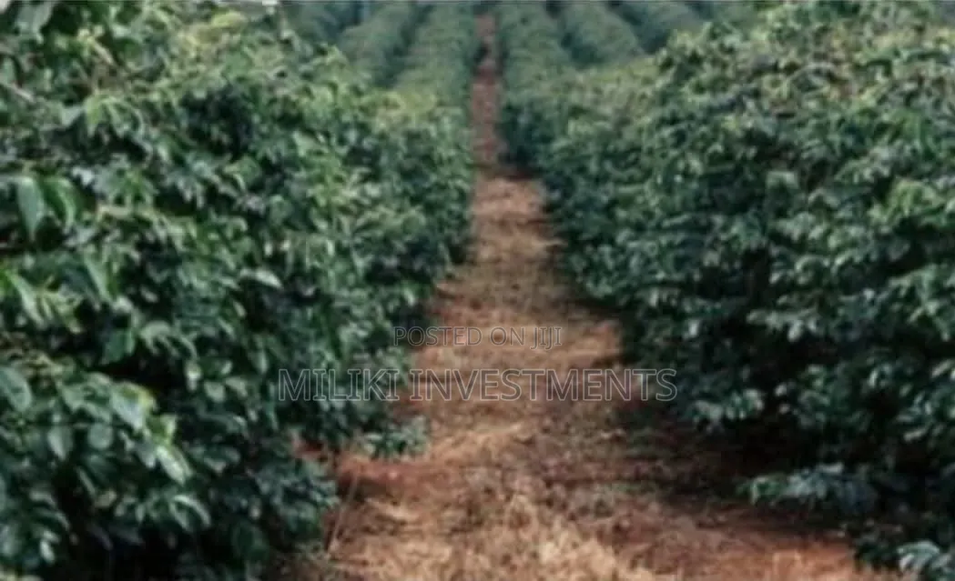 1 Acre Orange /Ovacado Lands on Sale at Ithanga in Ithanga