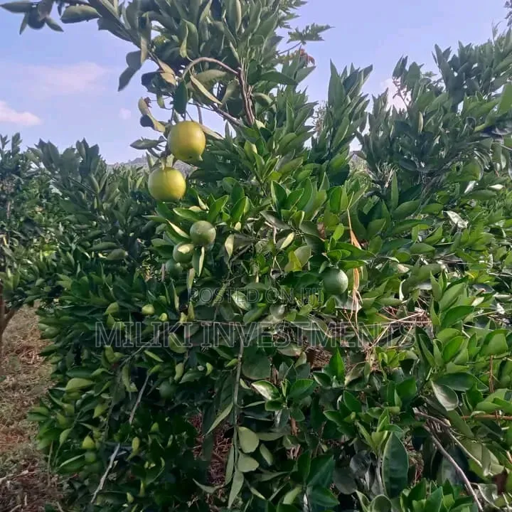 1 Acre Orange /Ovacado Lands on Sale at Ithanga in Ithanga
