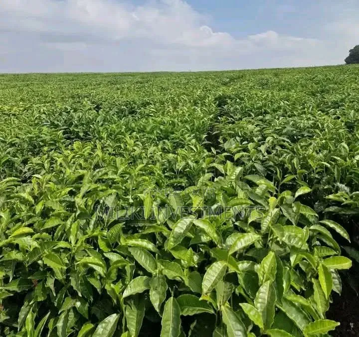 1 Acre Orange /Ovacado Lands on Sale at Ithanga in Ithanga