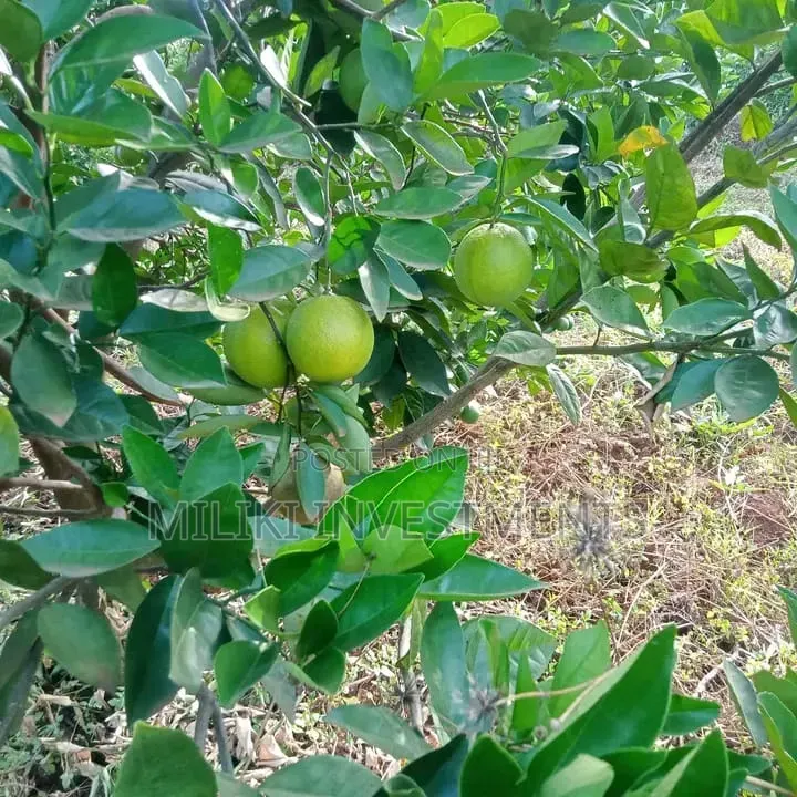 1 Acre Orange /Ovacado Lands on Sale at Ithanga in Ithanga
