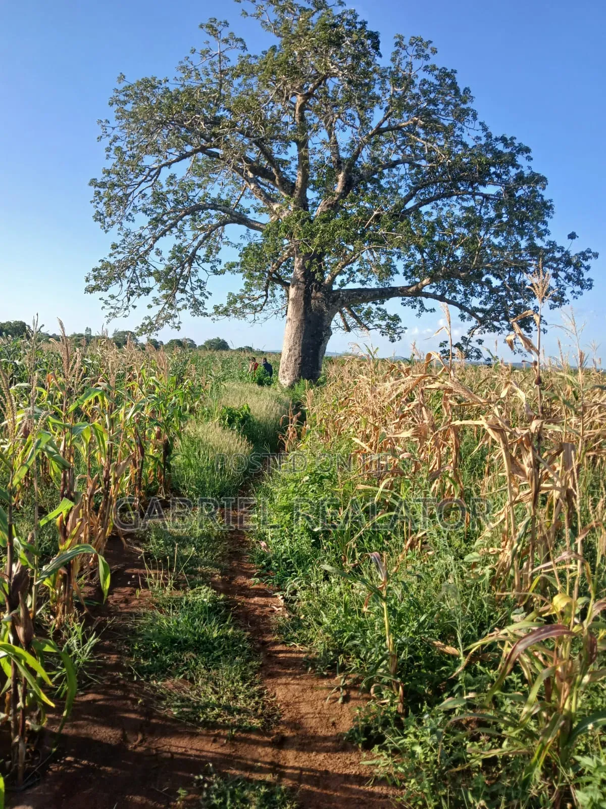 Mavueni Plots in Chasimba