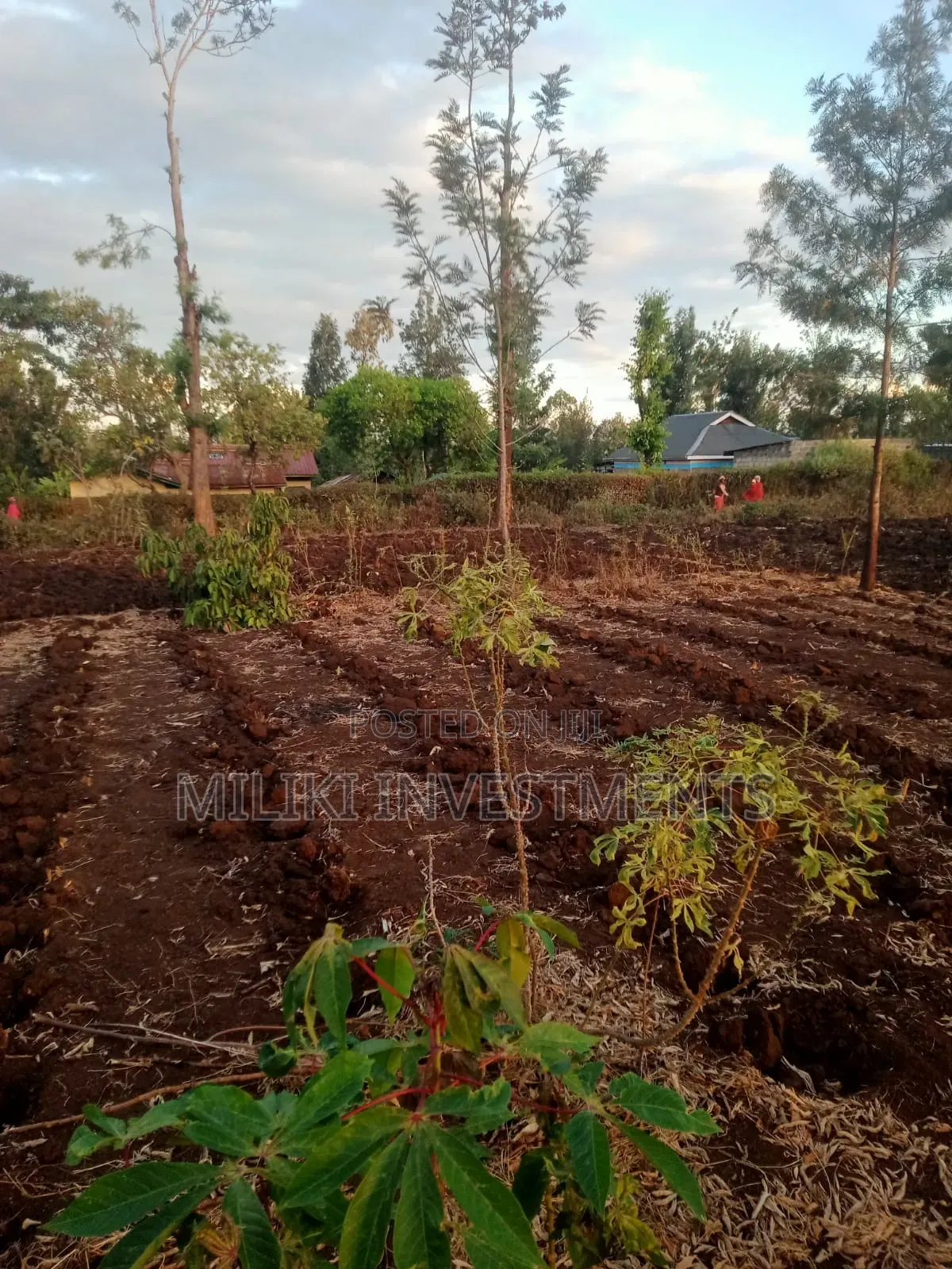 Half an Acre on Sale at Kabati-Kangangu in Kimorori/Wempa