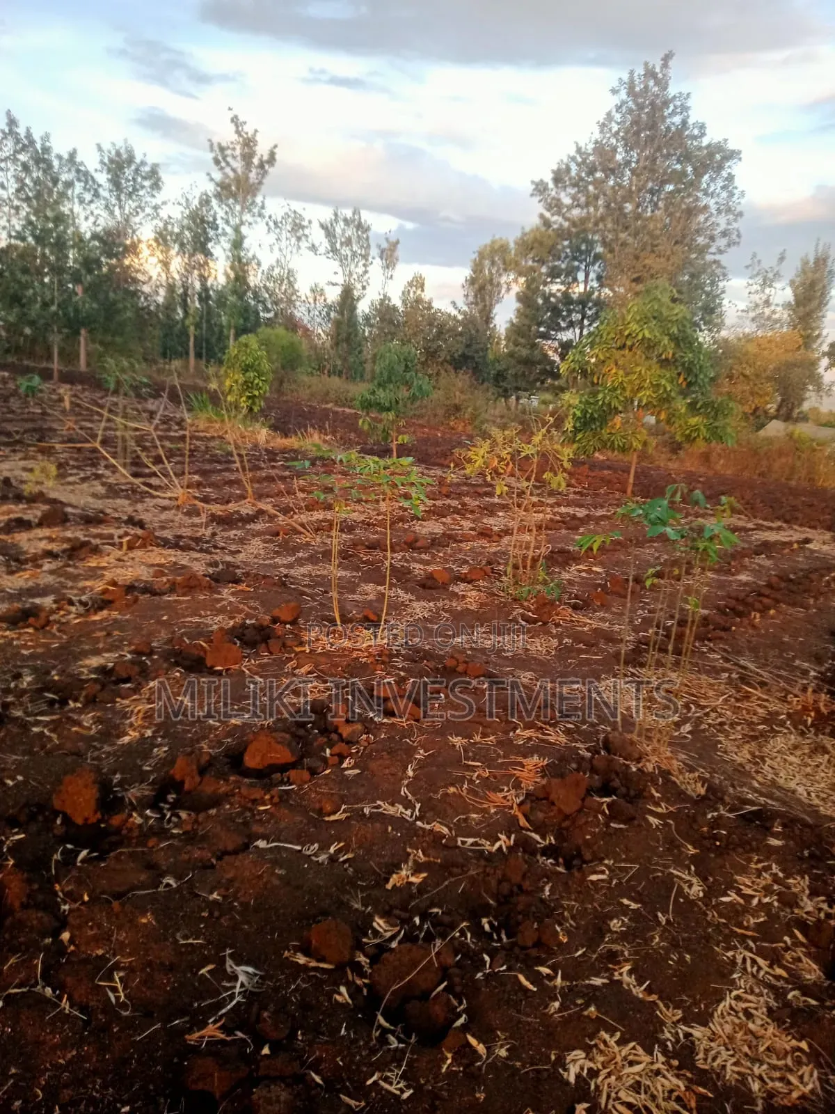 Half an Acre on Sale at Kabati-Kangangu in Kimorori/Wempa