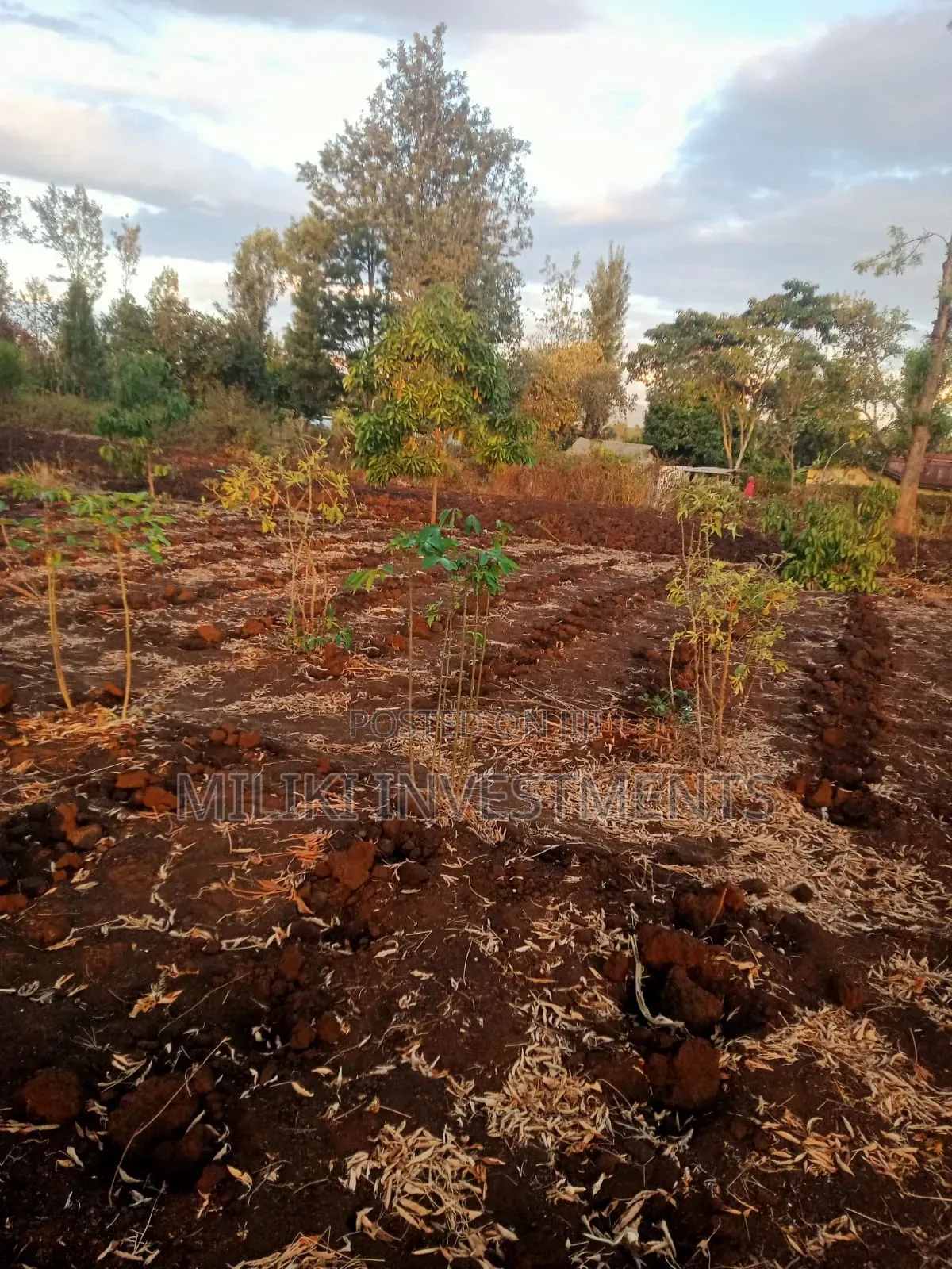Half an Acre on Sale at Kabati-Kangangu in Kimorori/Wempa