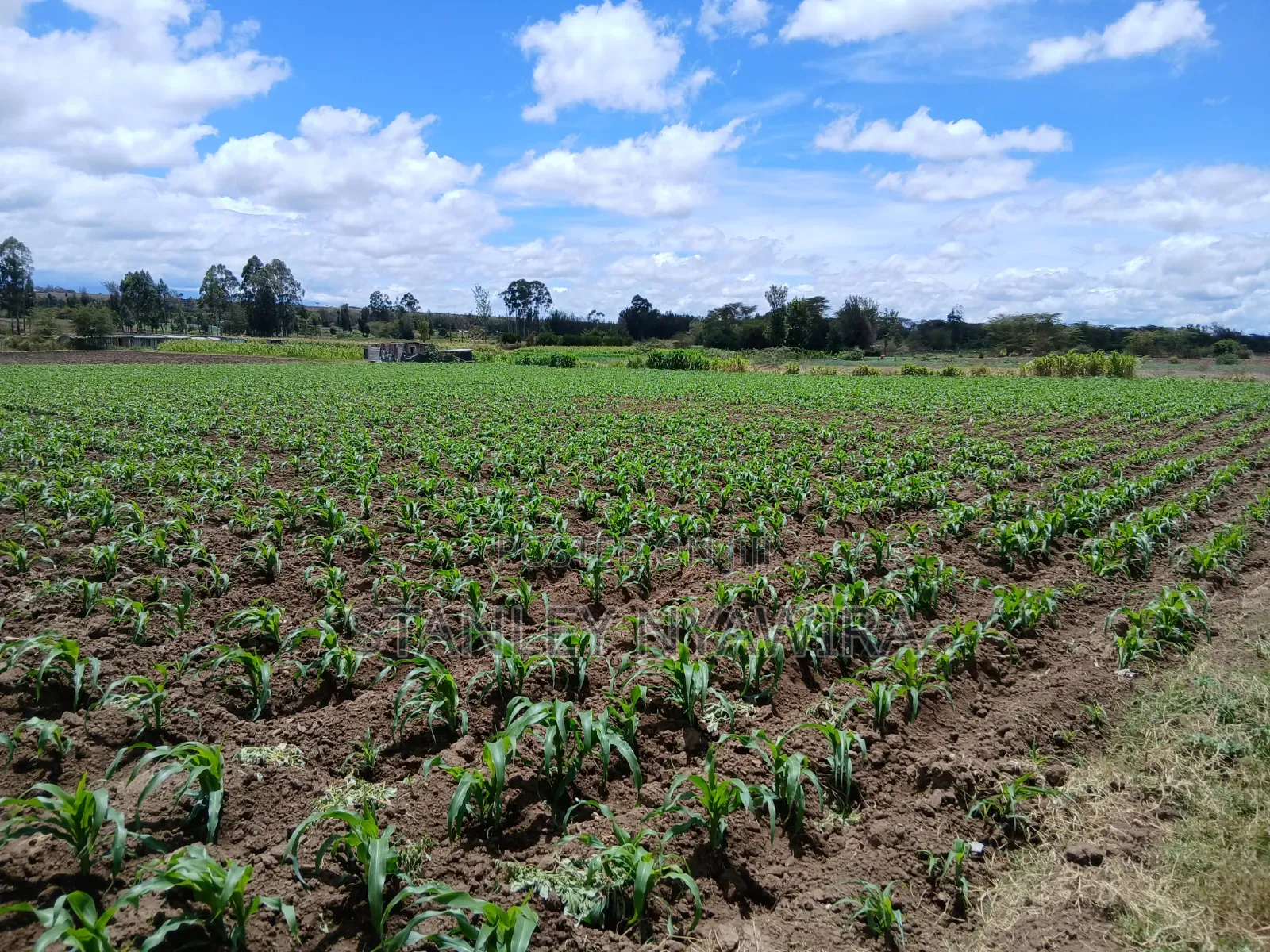 4.5 Acrea Nanyuki Fronting River in Nanyuki
