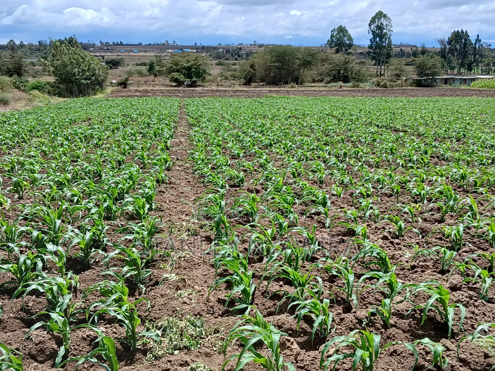4.5 Acrea Nanyuki Fronting River in Nanyuki