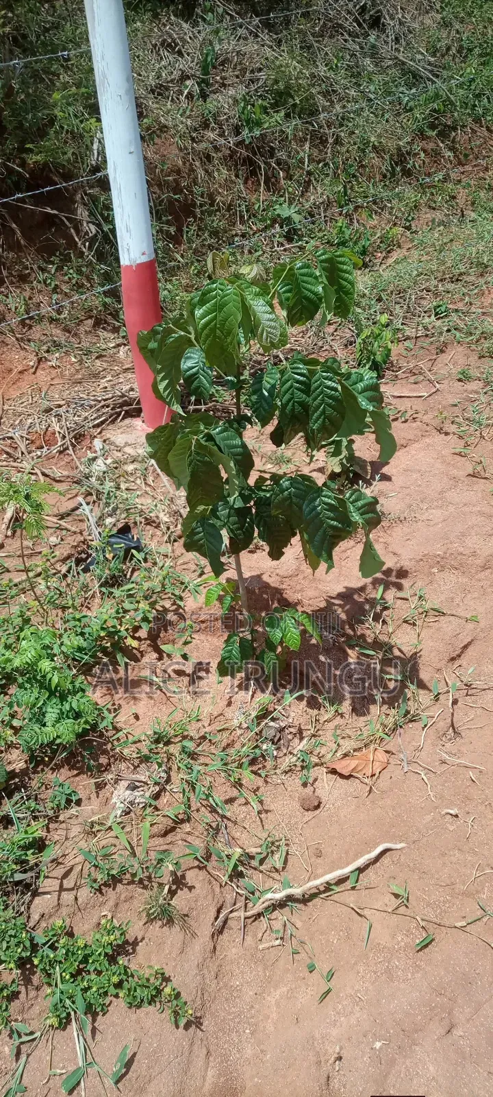 8 Acres of Prime Land for Sale Kabuta, Murang'a County in Mbiri