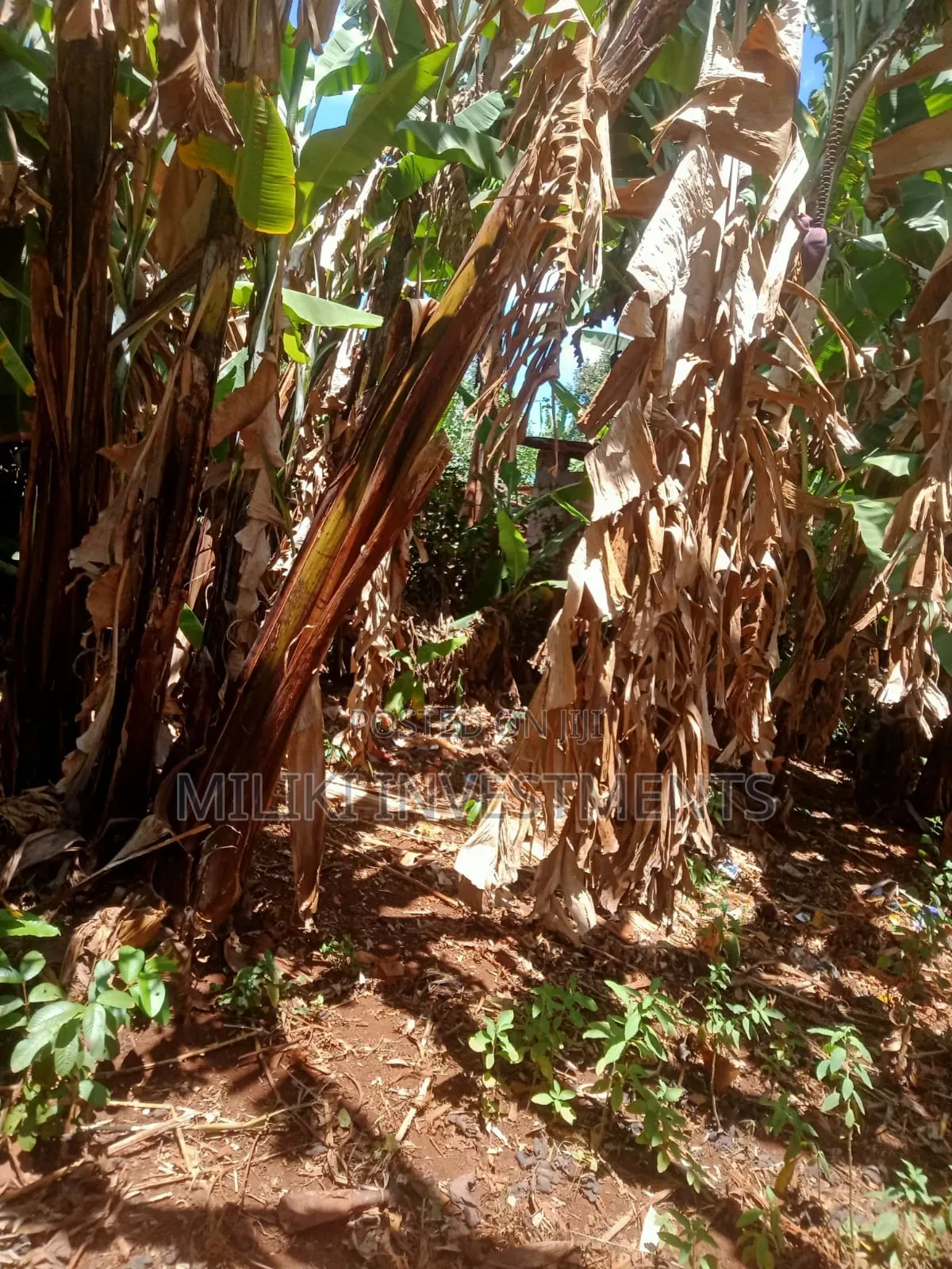 2 Acres on Sale at Maragua-Kaharati in Kimorori/Wempa