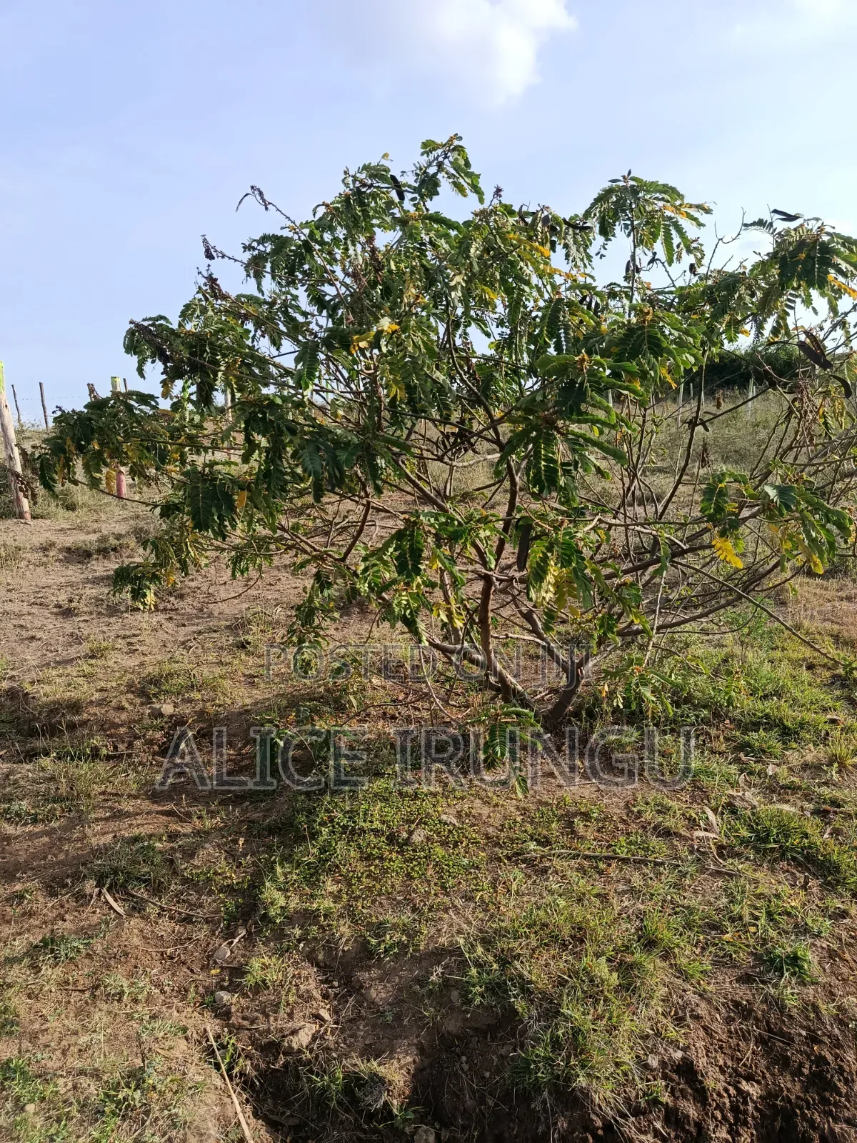 Plots for Sale Juja Farm, Kiambu in Kalimoni