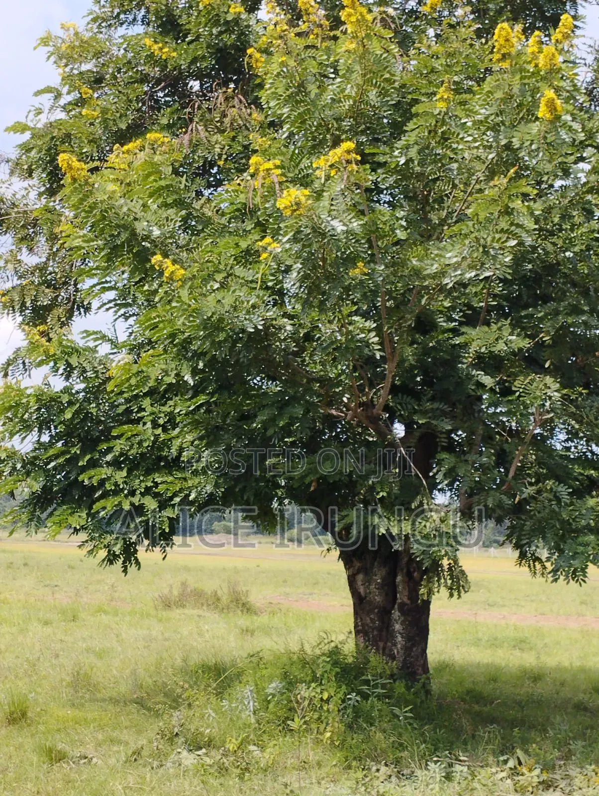 Plots for Sale Near Sagana Town | Kenol–marua Dual Carriageway in Kiine