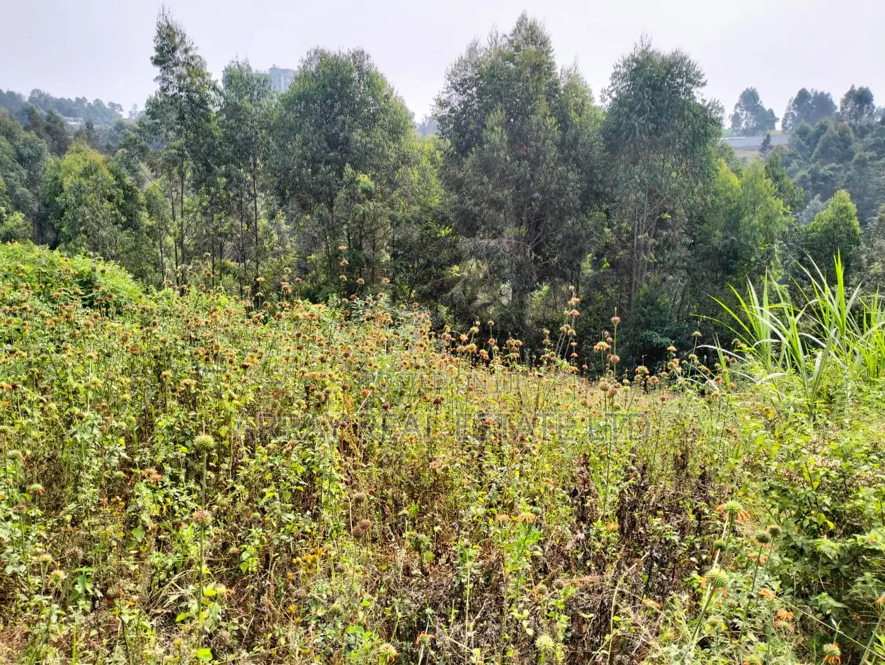 Prime 50×100 Plots for Sale in Lower Kabete in Wangige