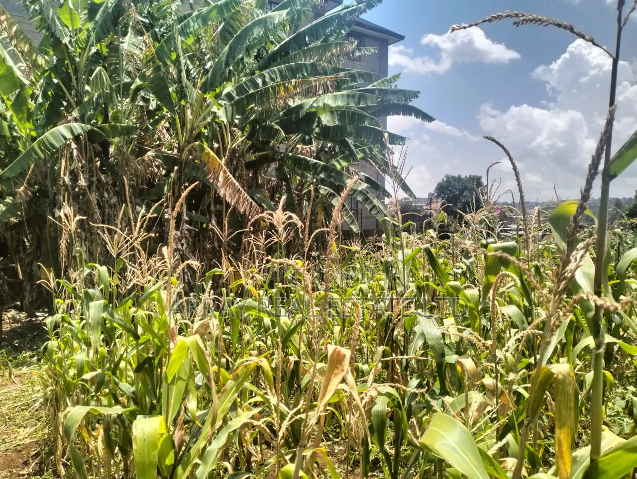 Prime Land for Sale in Kingeero – Kanisa Road in Gathiga