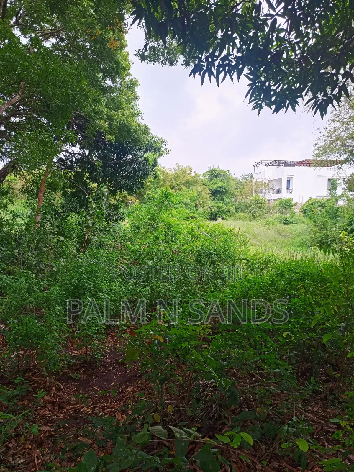 One Acre With Mango Trees on Sale in Diani in Diani