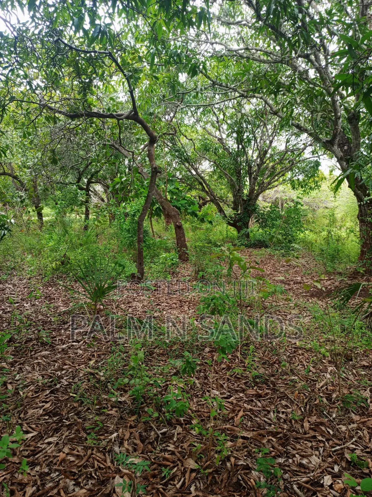 One Acre With Mango Trees on Sale in Diani in Diani