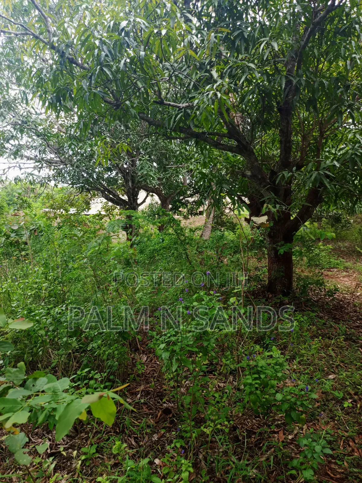 One Acre With Mango Trees on Sale in Diani in Diani