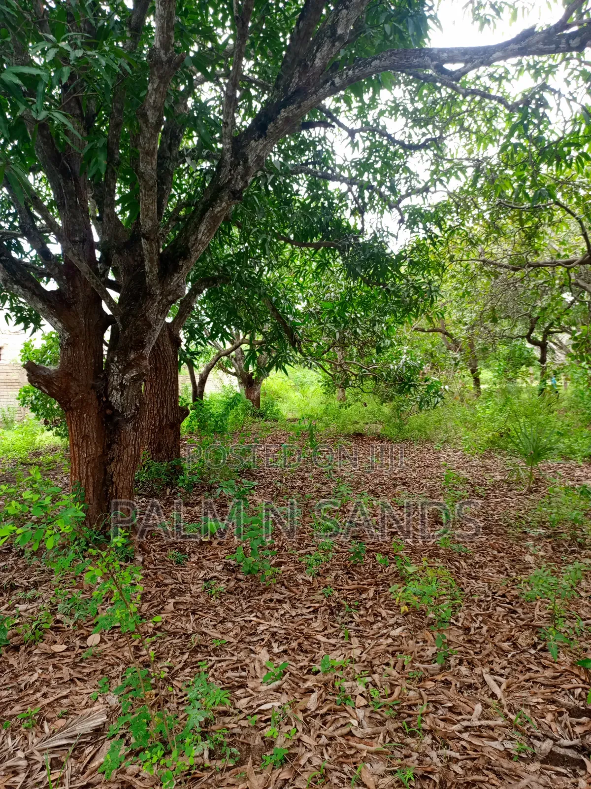 One Acre With Mango Trees on Sale in Diani in Diani