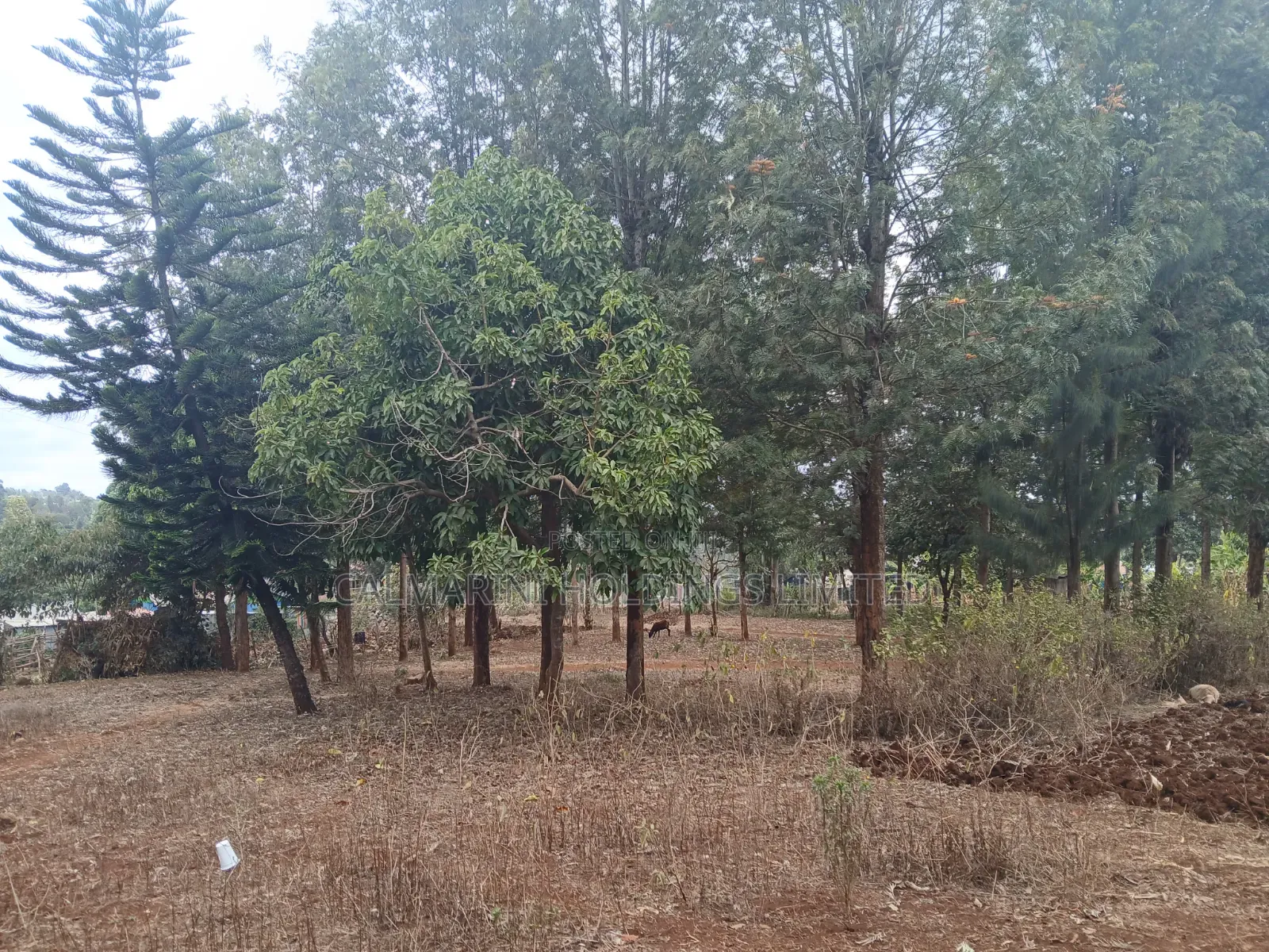 Prime Redsoil Quarter Acre Plot Off PCEA Road Tarmac With Grown Trees in Matasia