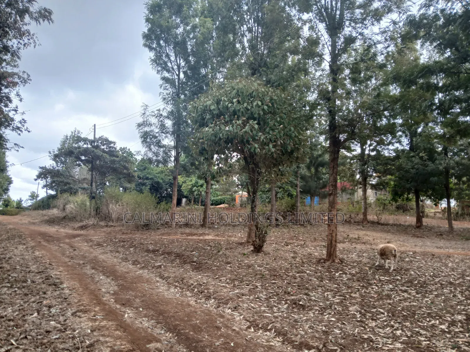 Prime Redsoil Quarter Acre Plot Off PCEA Road Tarmac With Grown Trees in Matasia
