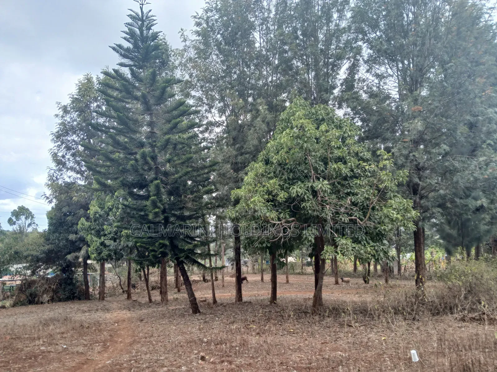 Prime Redsoil Quarter Acre Plot Off PCEA Road Tarmac With Grown Trees in Matasia