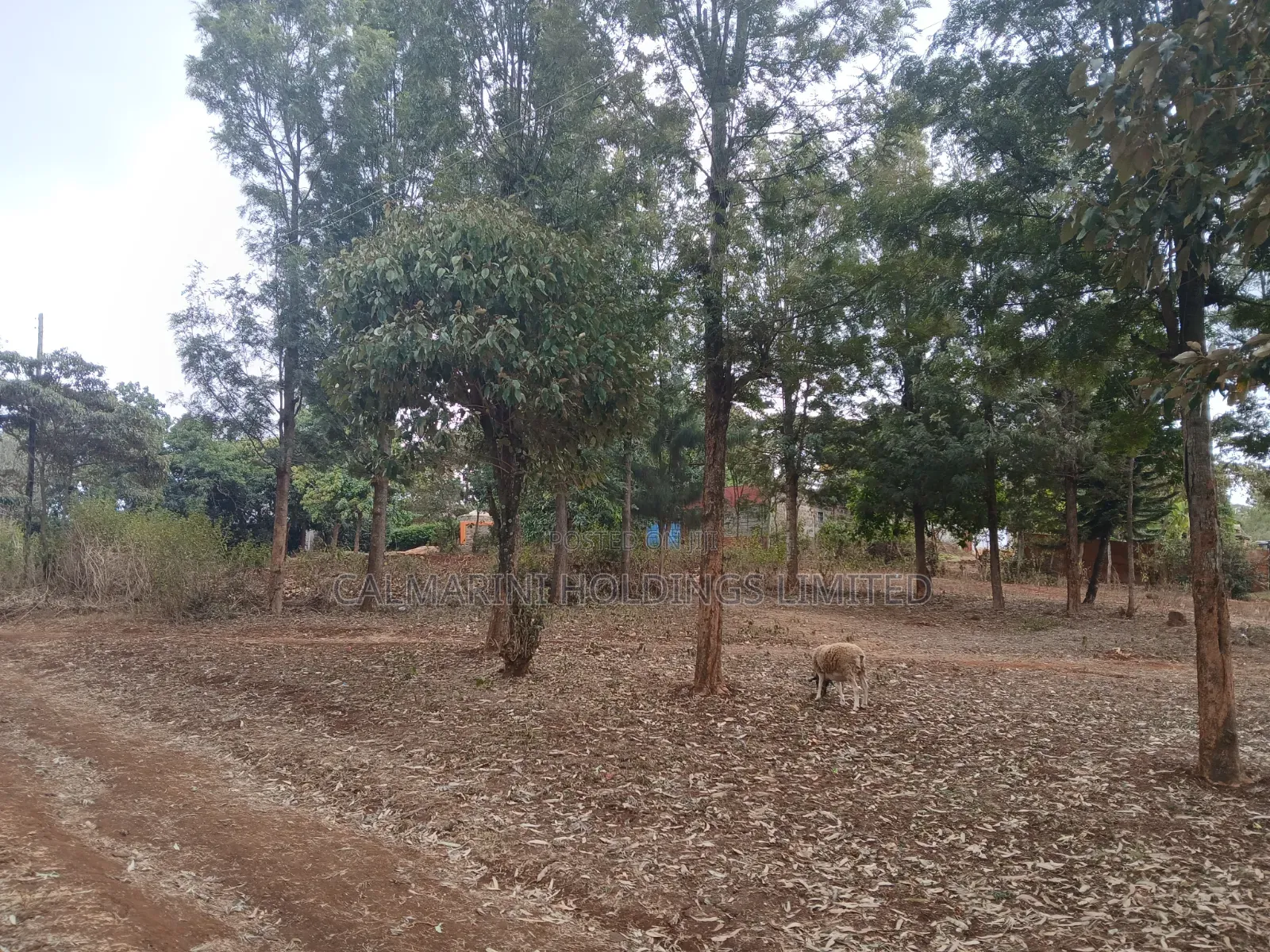 Prime Redsoil Quarter Acre Plot Off PCEA Road Tarmac With Grown Trees in Matasia