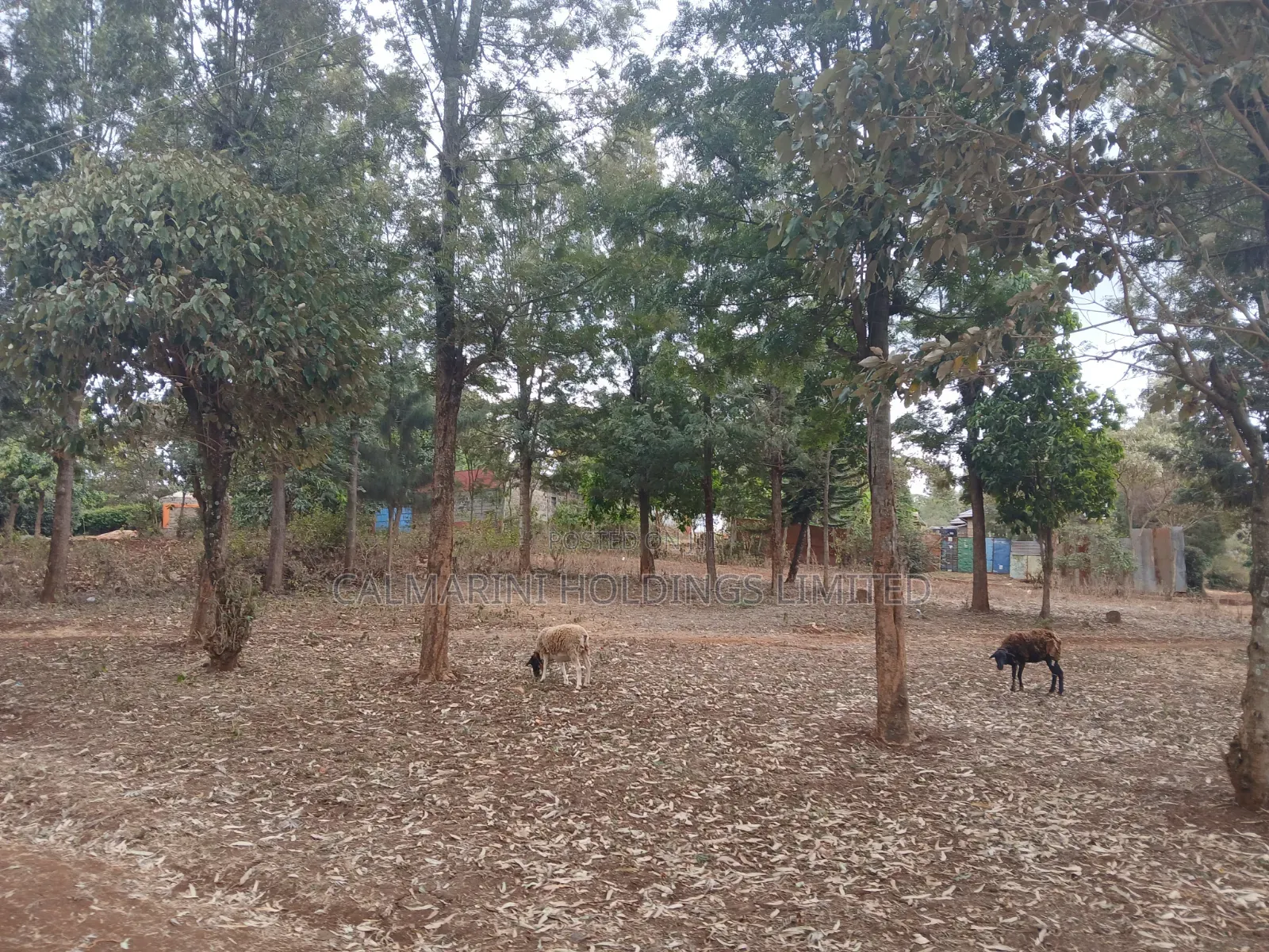 Prime Redsoil Quarter Acre Plot Off PCEA Road Tarmac With Grown Trees in Matasia