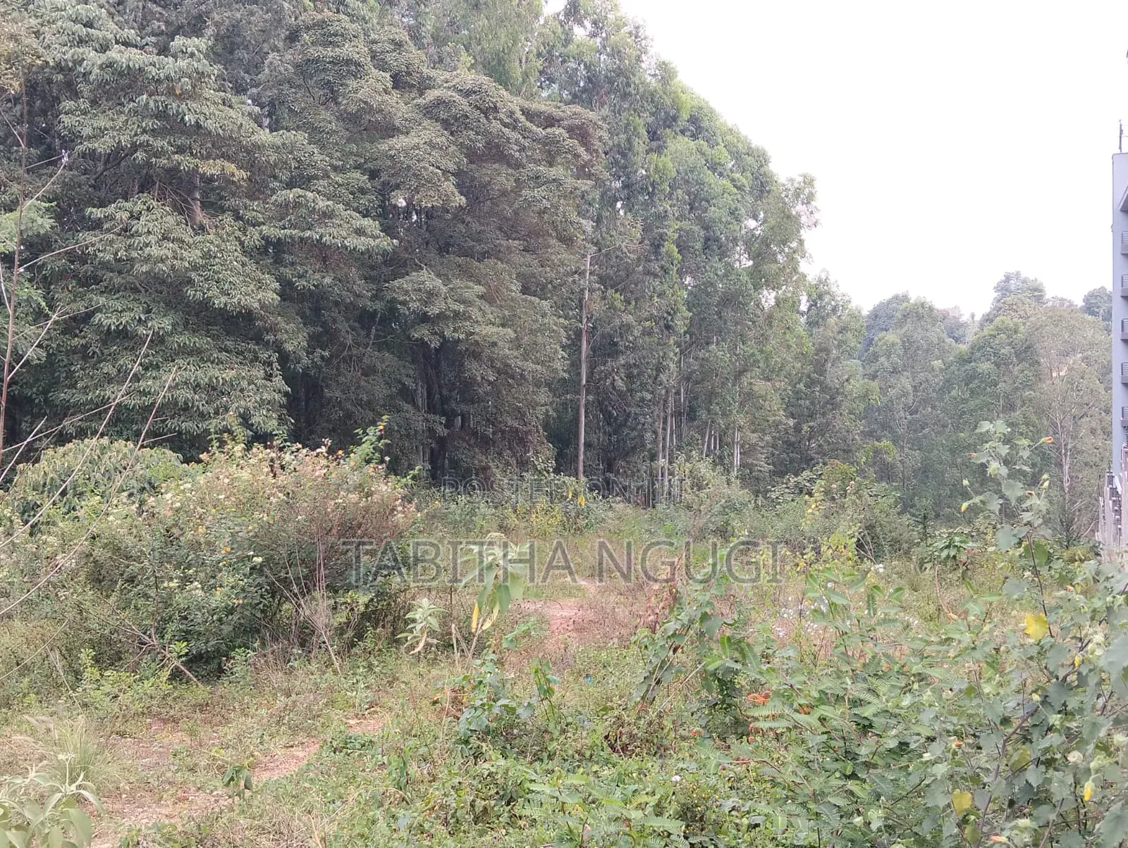 1/2 an Acre in Tigoni.Kentmere in Tigoni