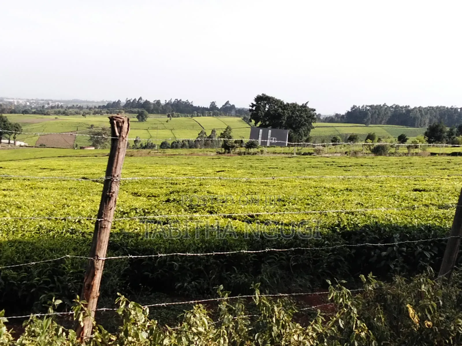 1 Acre in Tigoni in Tigoni