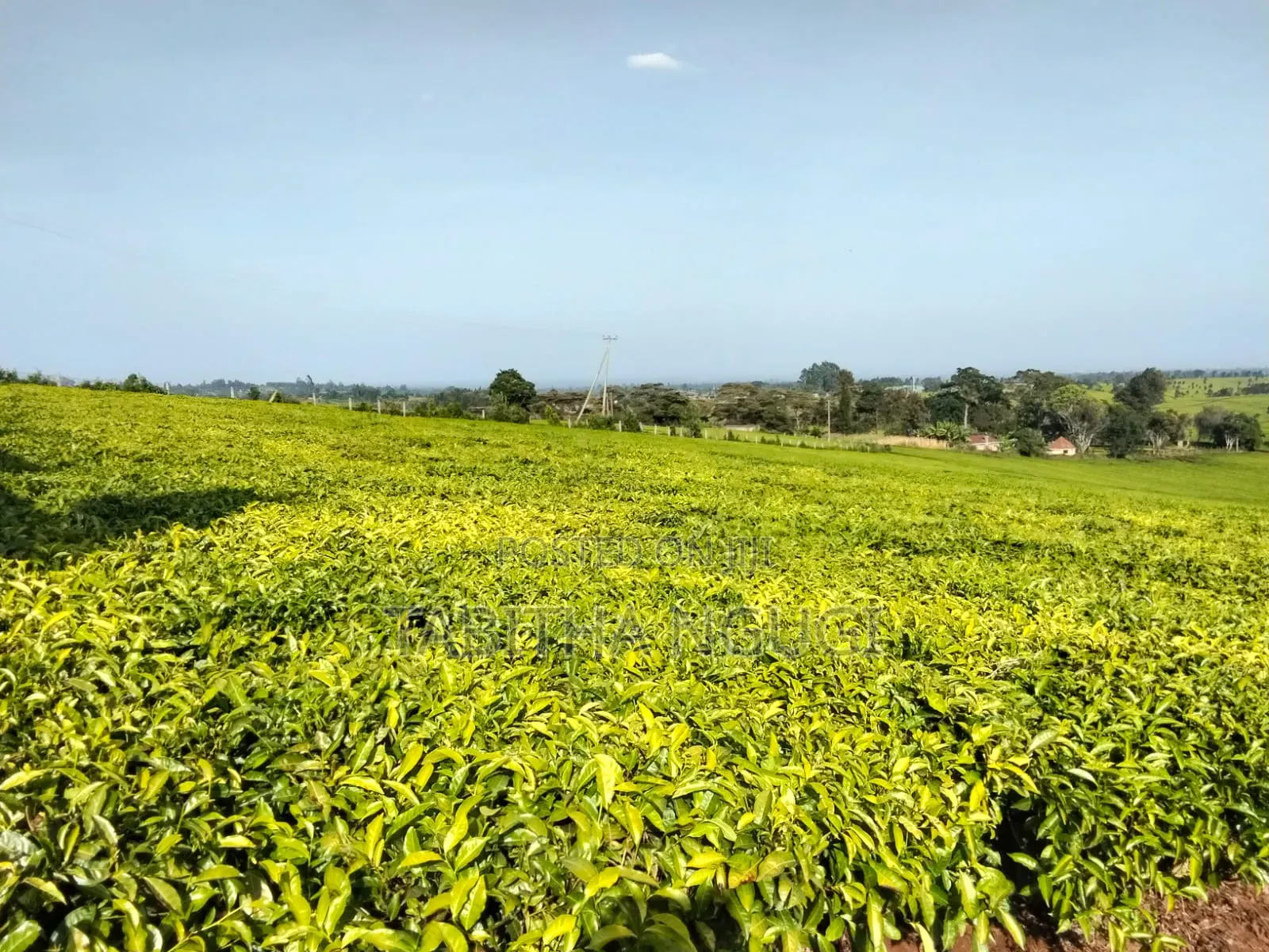 1 Acre in Tigoni in Tigoni