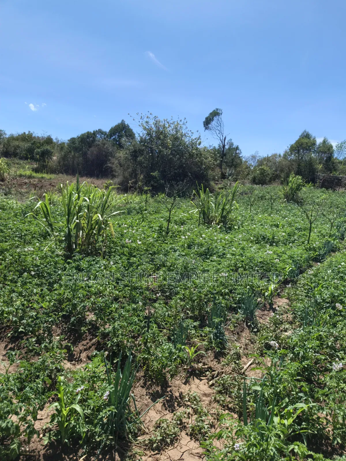 Ndaragwa 16 Acres for Sale in Central Ndaragwa