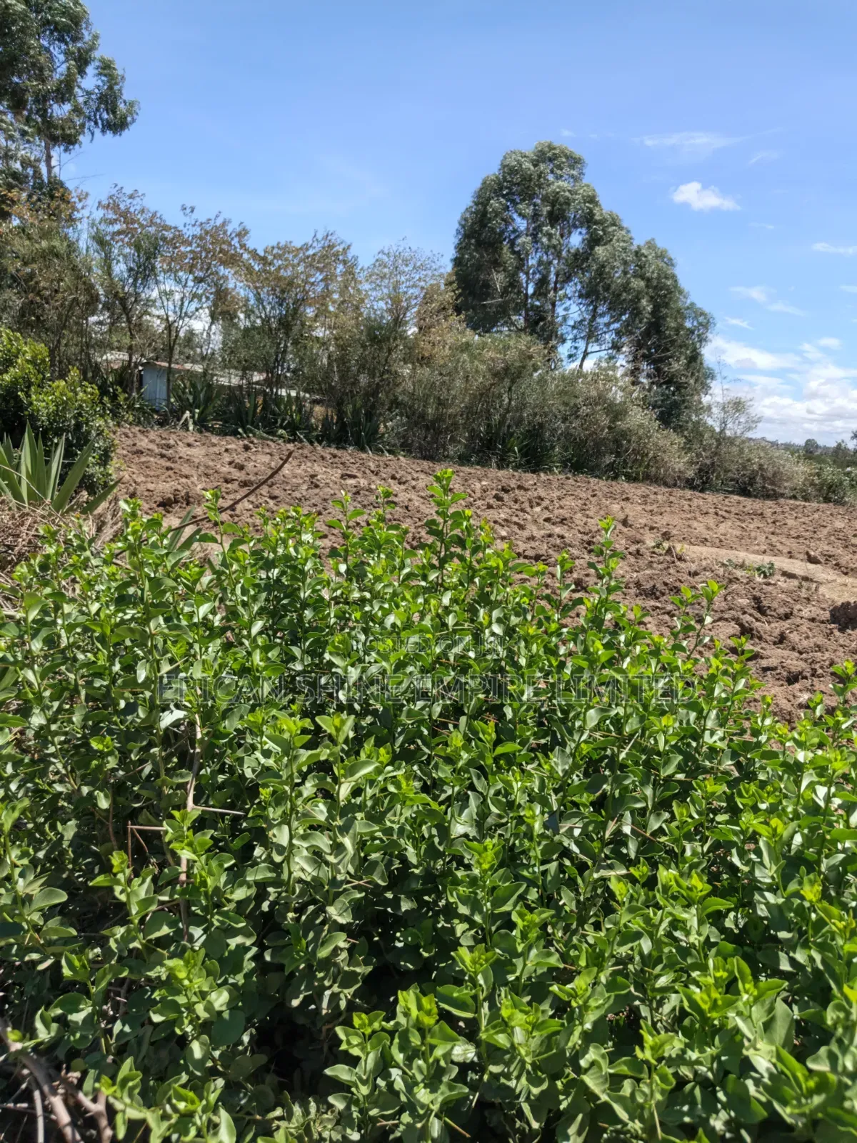 Ndaragwa Uruku 2acres for Sale in Central Ndaragwa