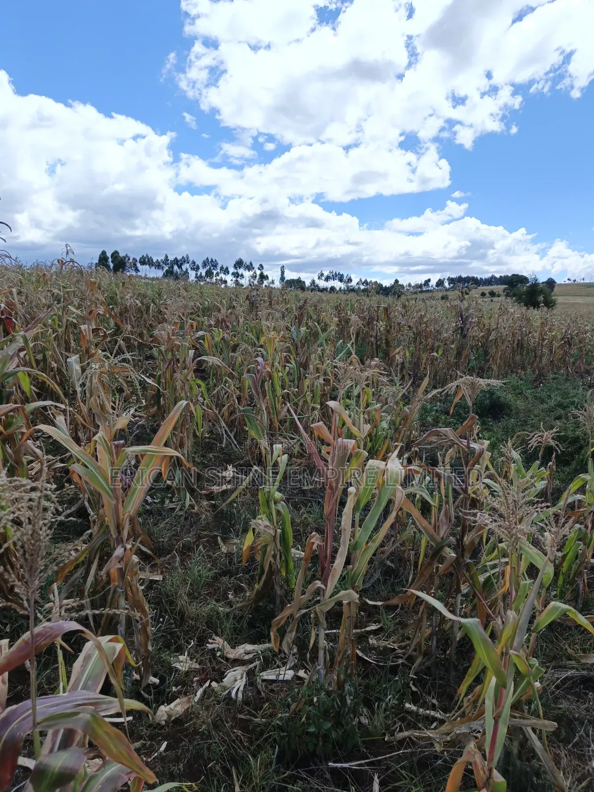 Land for Sale in Rurii in Rurii