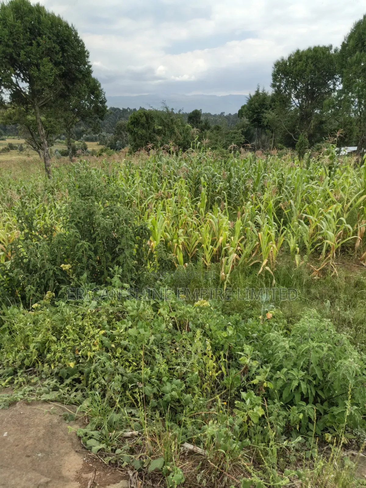 Land for Sale in Rurii in Rurii