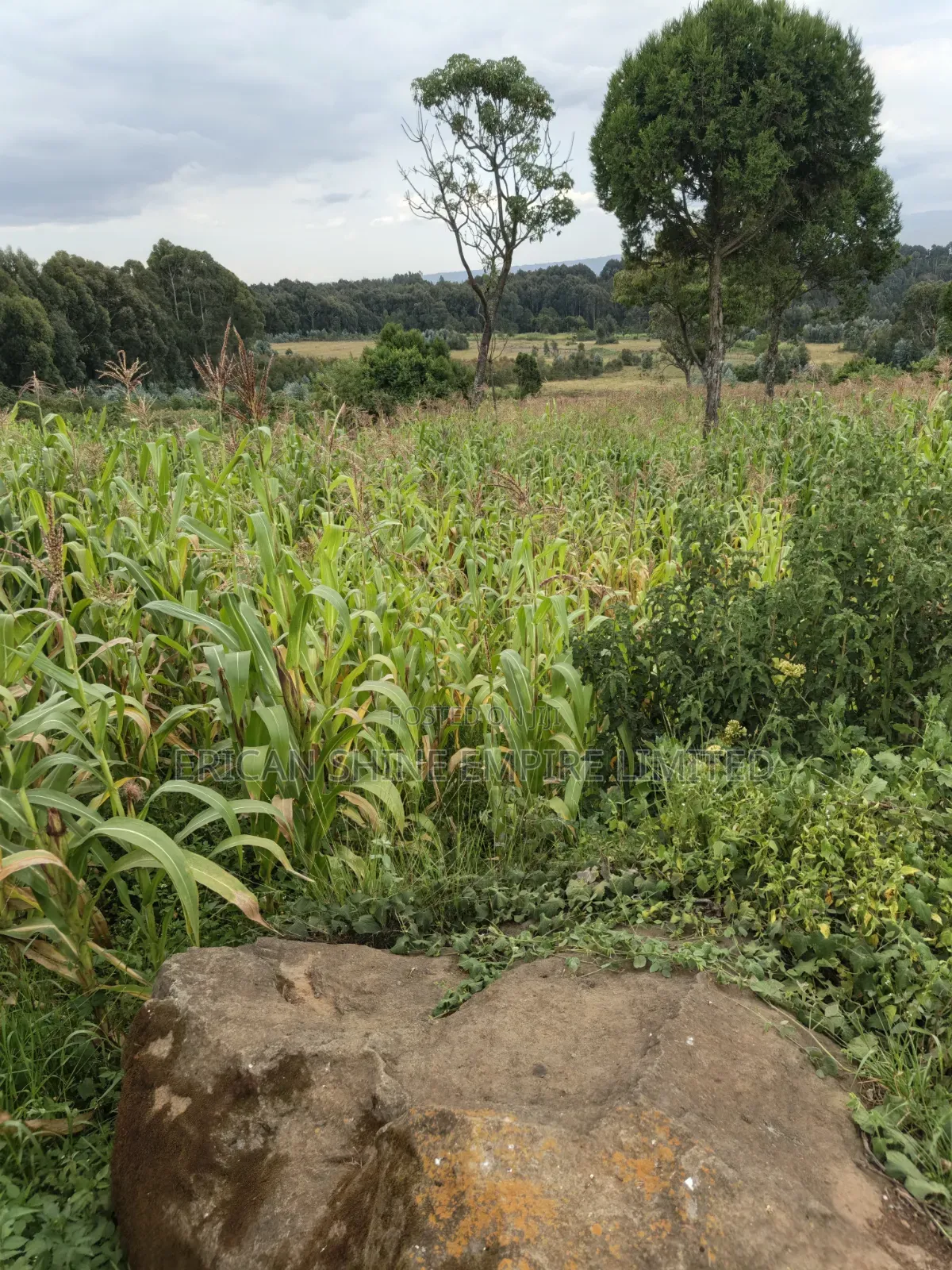 Land for Sale in Rurii in Rurii