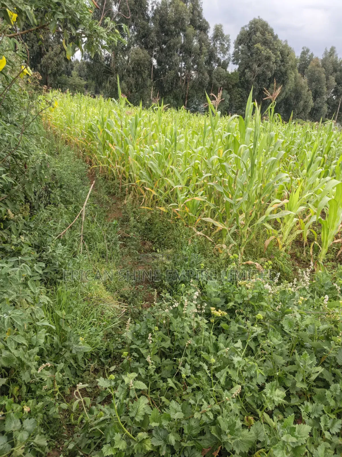 Land for Sale in Rurii in Rurii