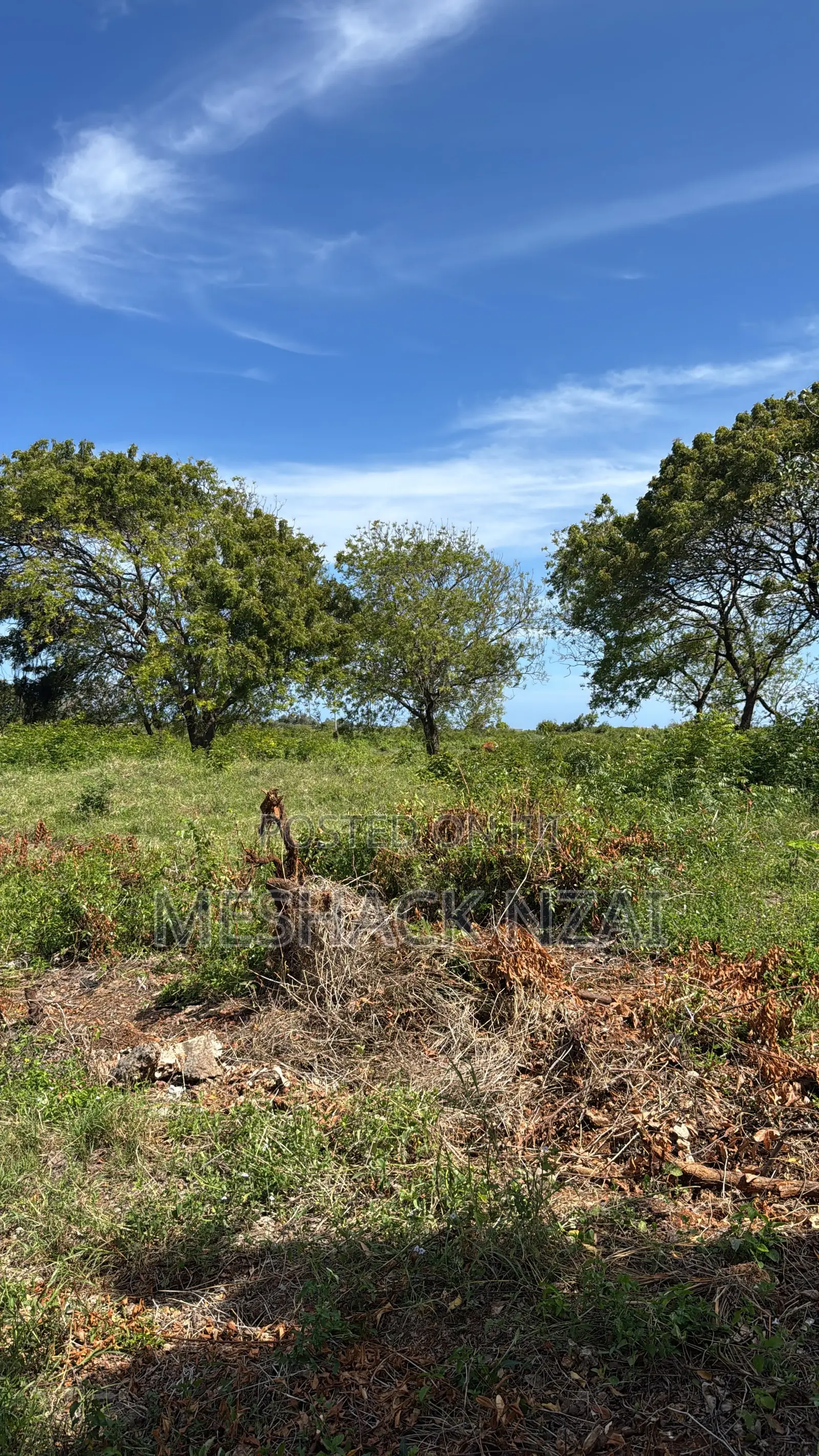 Malindi Casuarina in Shella