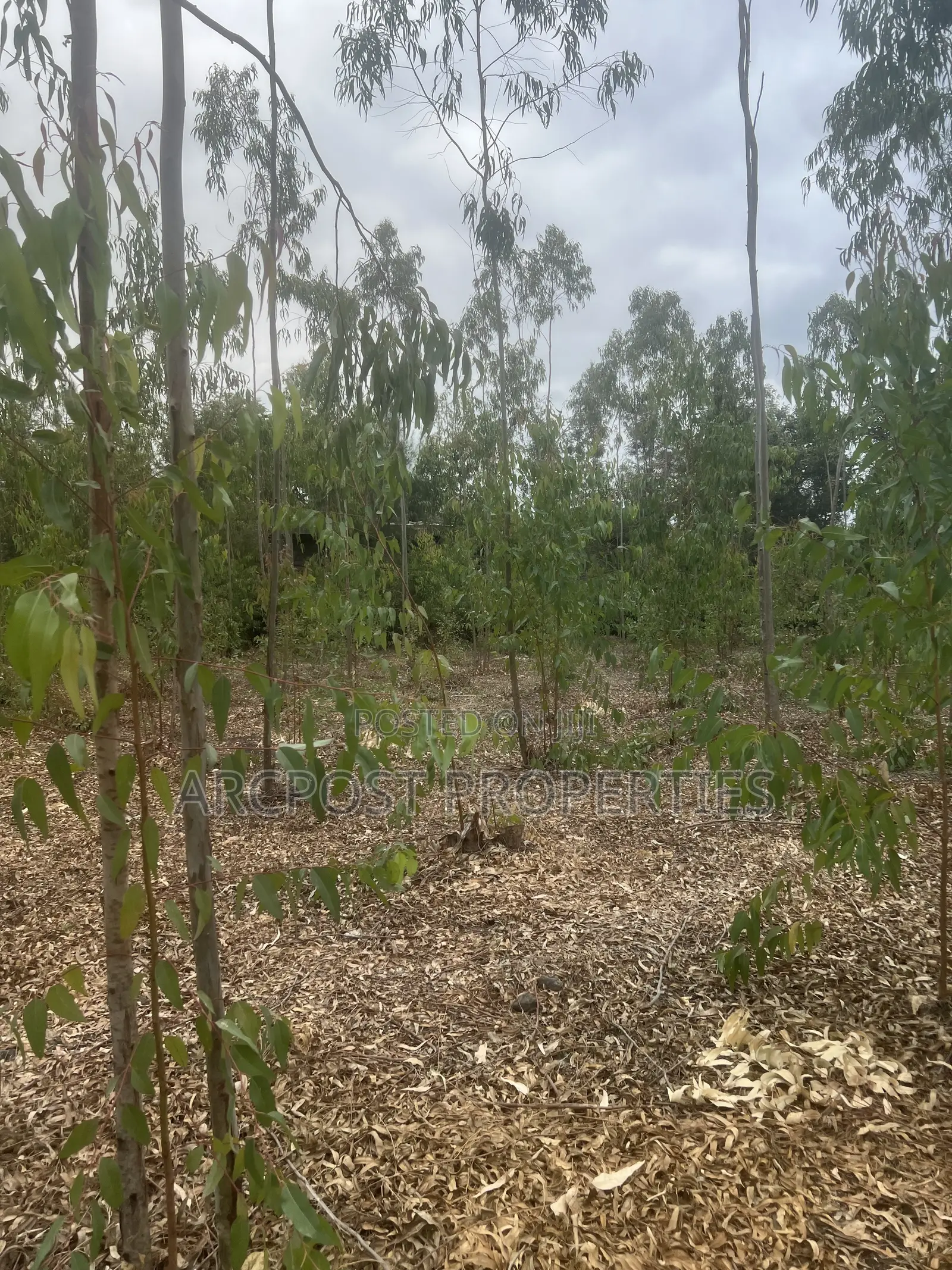 Prime 1 Acre Land for Sale in Kandisi, Ongata Rongai – Ready Title in Kandisi