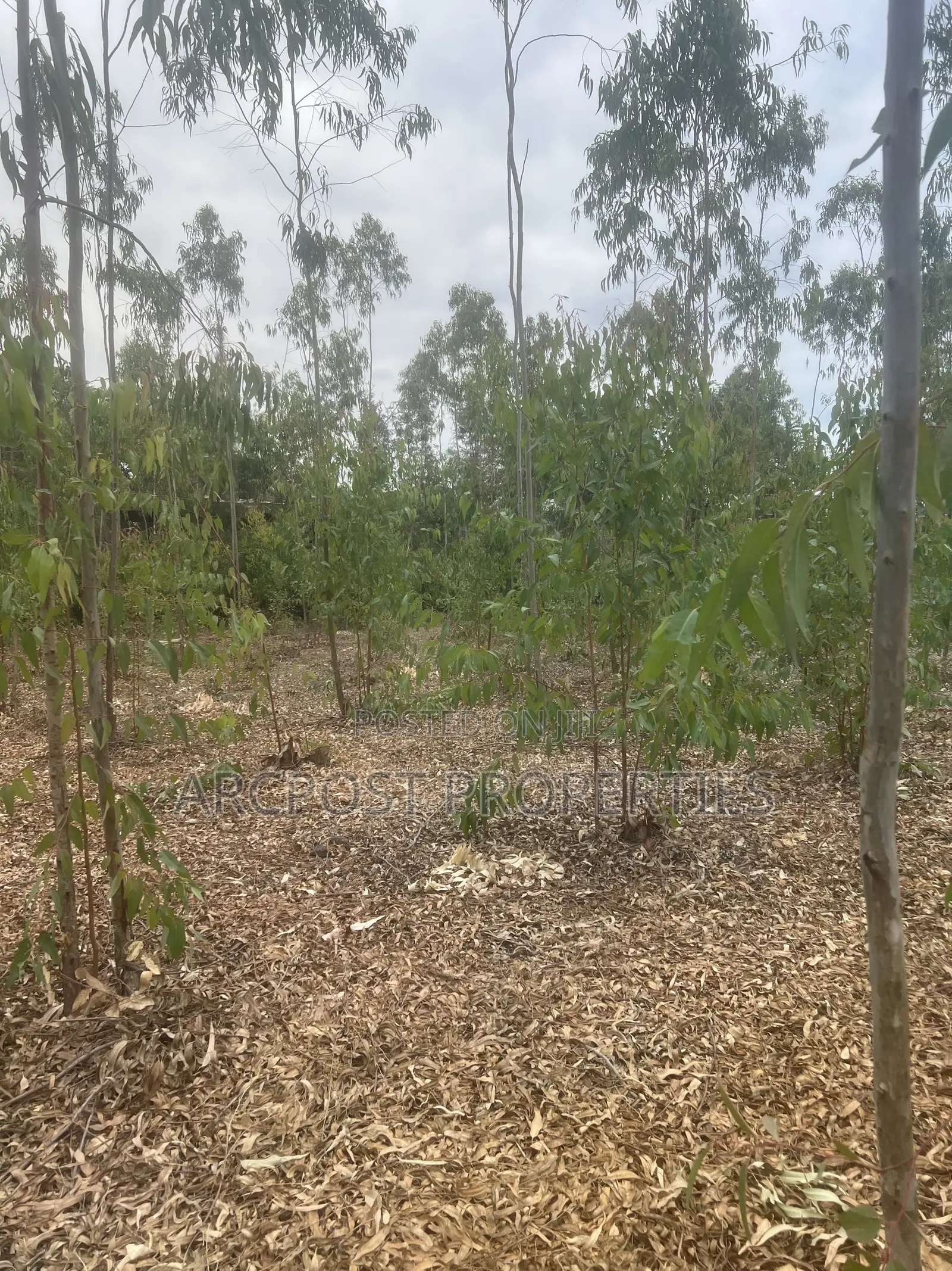 Prime 1 Acre Land for Sale in Kandisi, Ongata Rongai – Ready Title in Kandisi