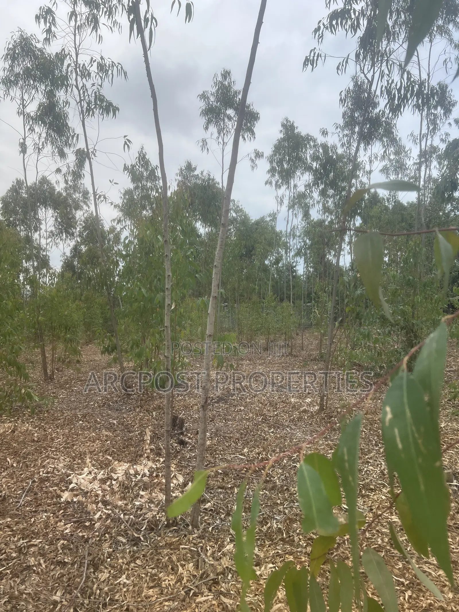Prime 1 Acre Land for Sale in Kandisi, Ongata Rongai – Ready Title in Kandisi