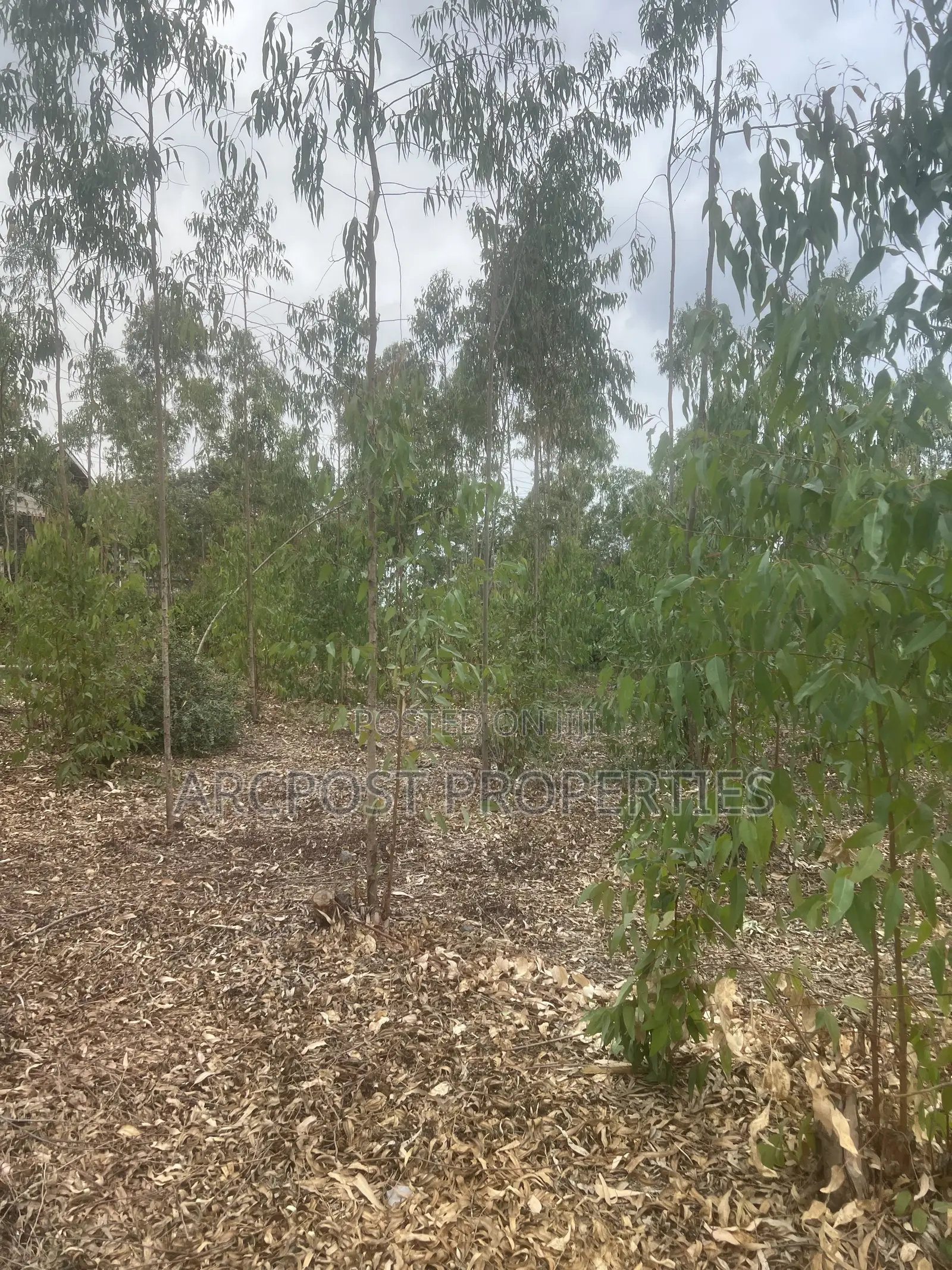 Prime 1 Acre Land for Sale in Kandisi, Ongata Rongai – Ready Title in Kandisi