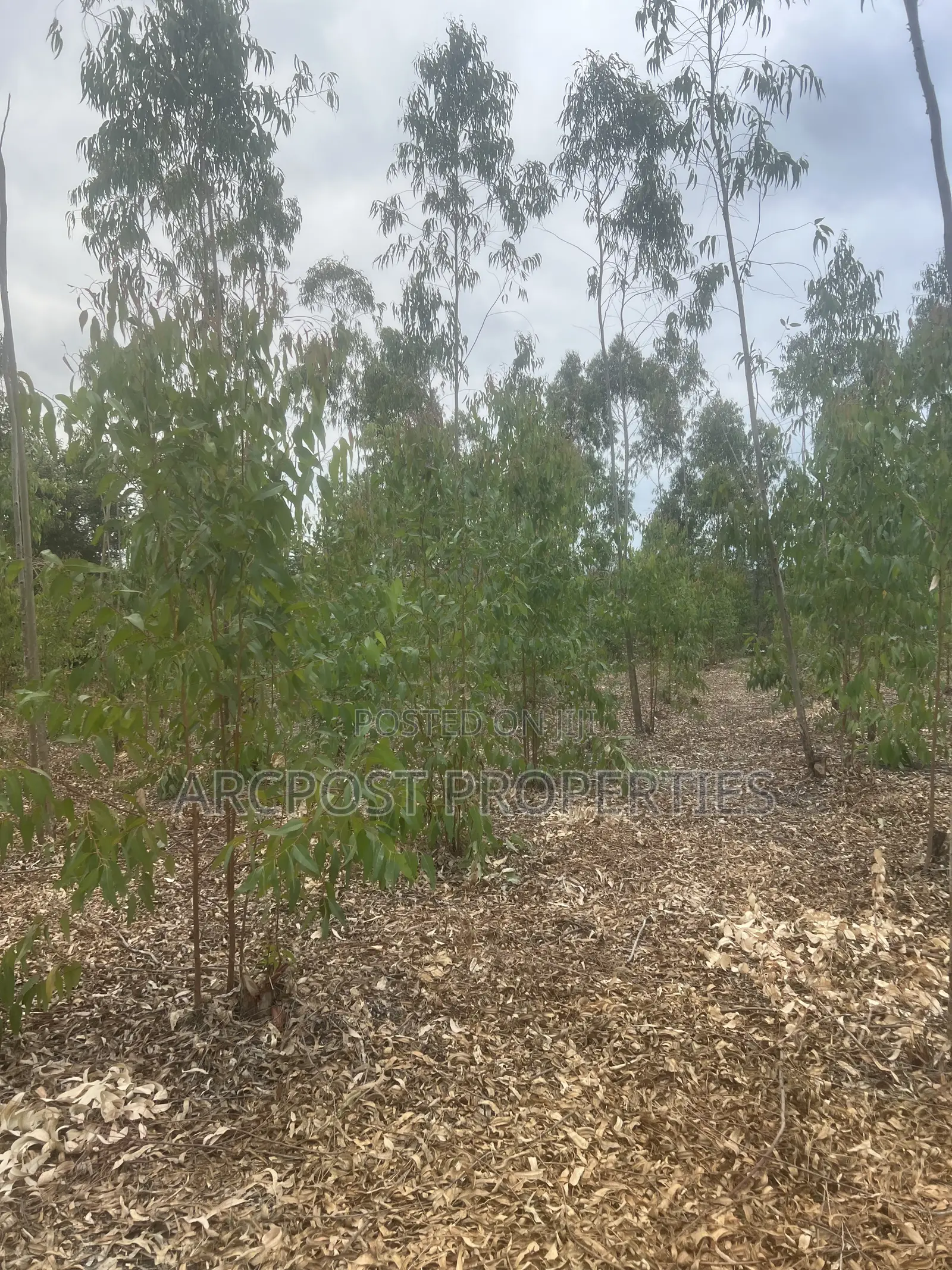 Prime 1 Acre Land for Sale in Kandisi, Ongata Rongai – Ready Title in Kandisi