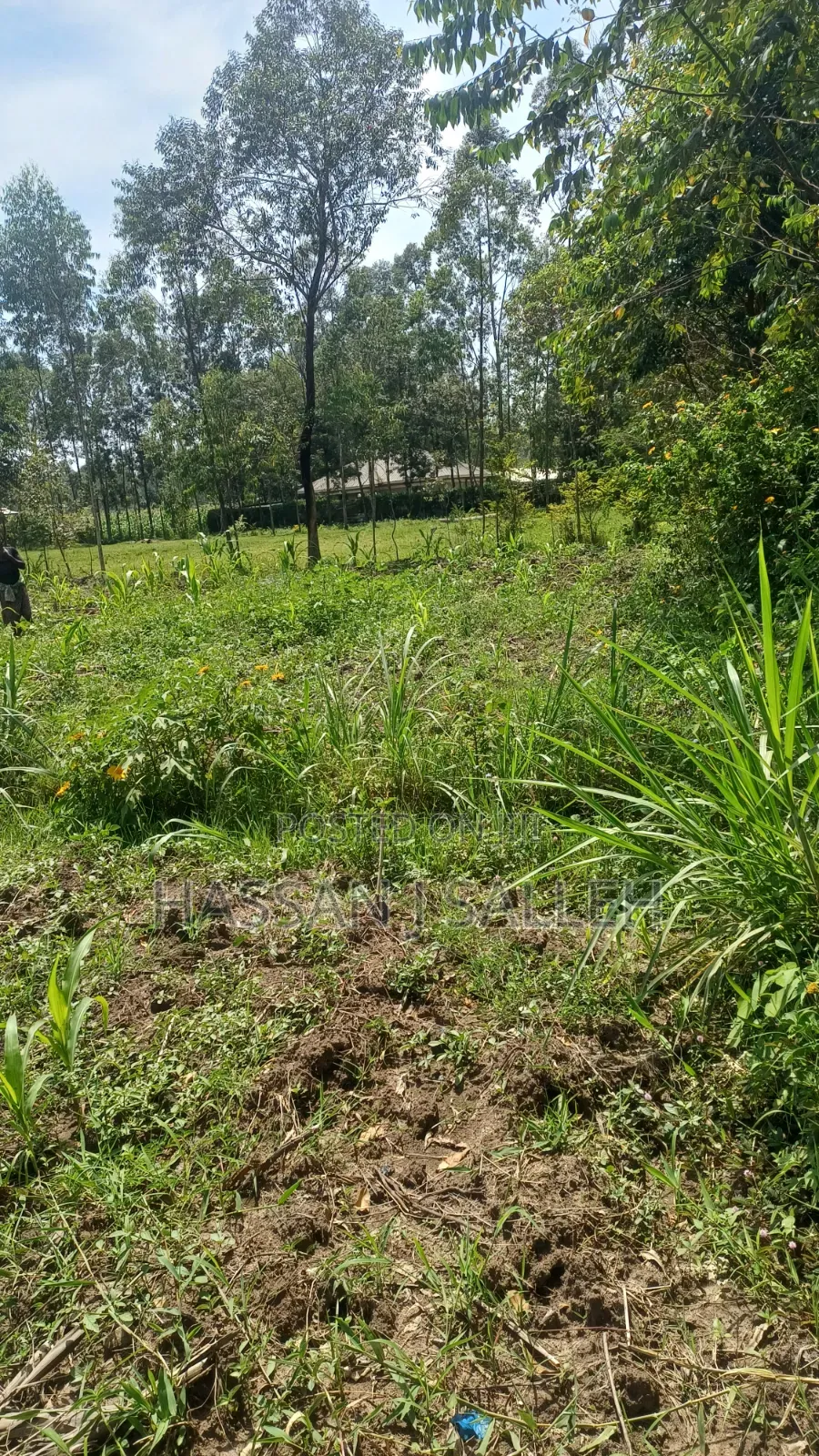 1/2acre Mumias Lureko in Mumias Central